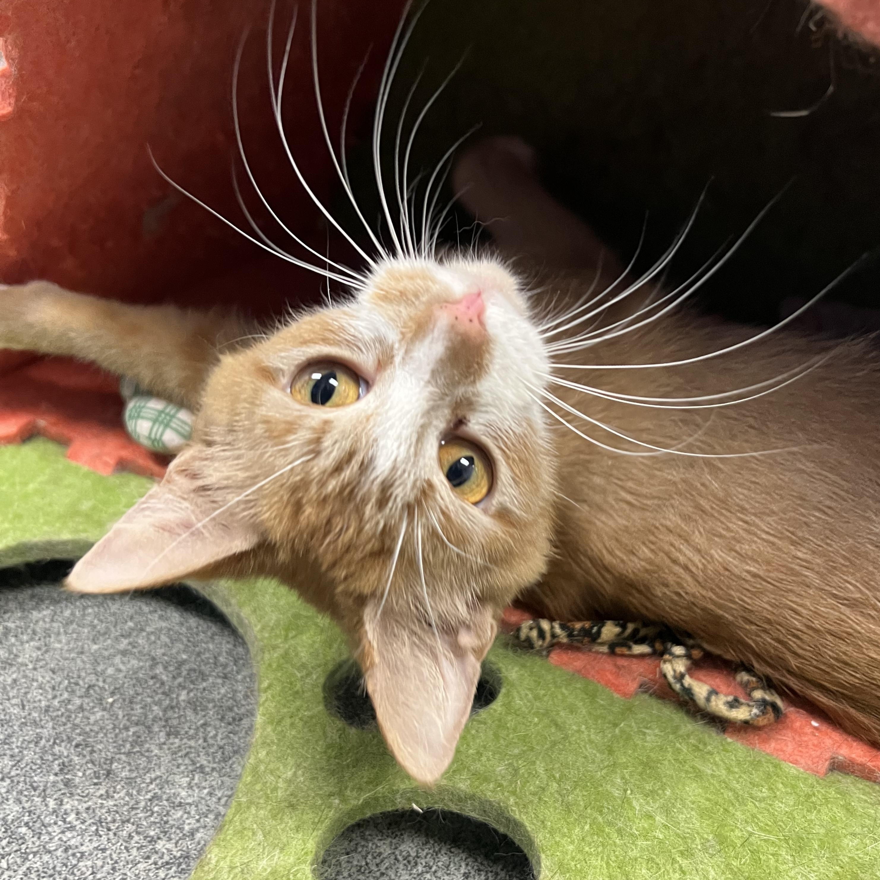 Chamomile, adopted, Adult Female Domestic Short Hair.
