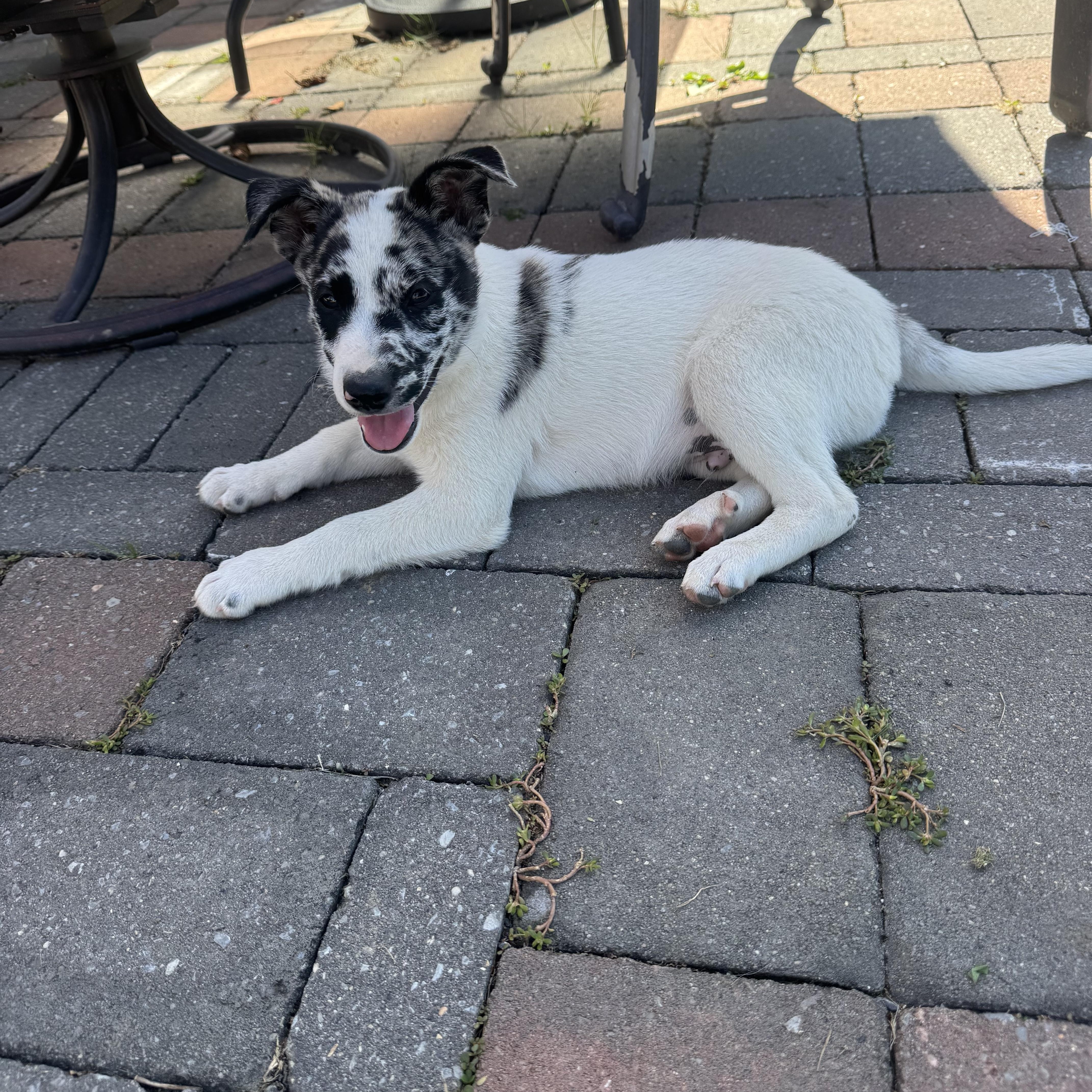 Enlarge Albert, a Adopted Rat Terrier in Indiana, PA image 3/3