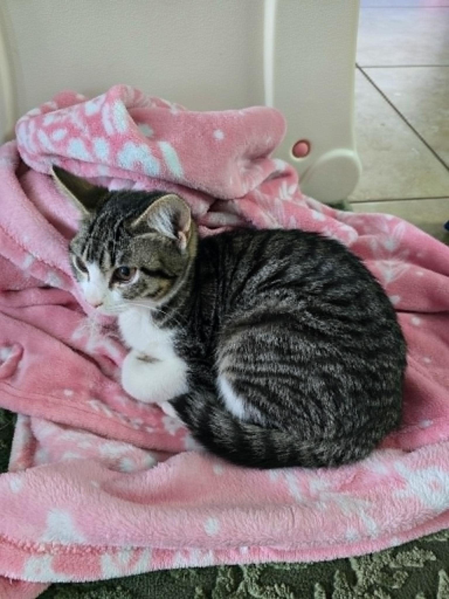 Thumbalina, adopted, Kitten Female Domestic Short Hair.