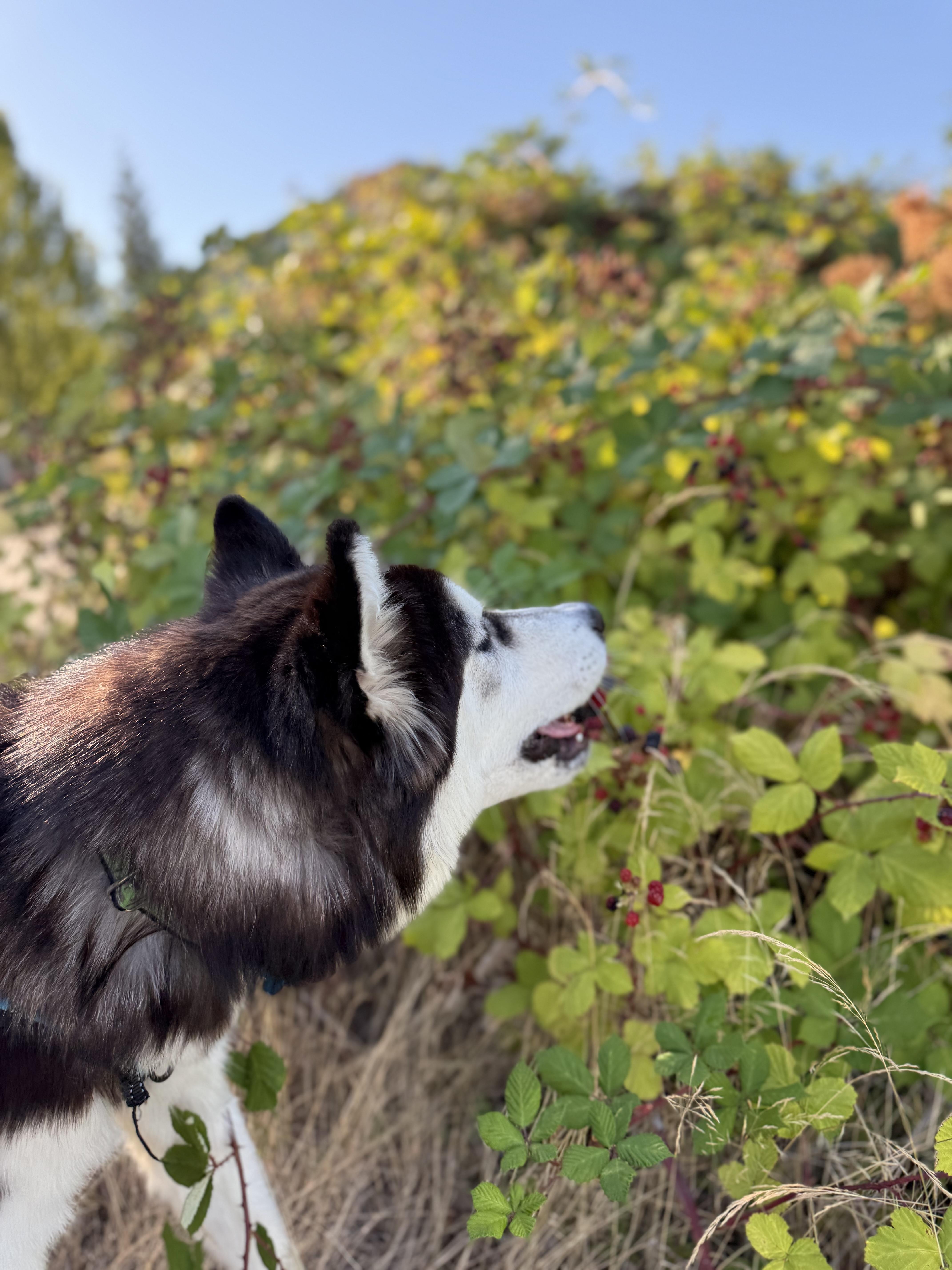 Pepé Le Pew, adopted, Young Male Alaskan Malamute & Husky.