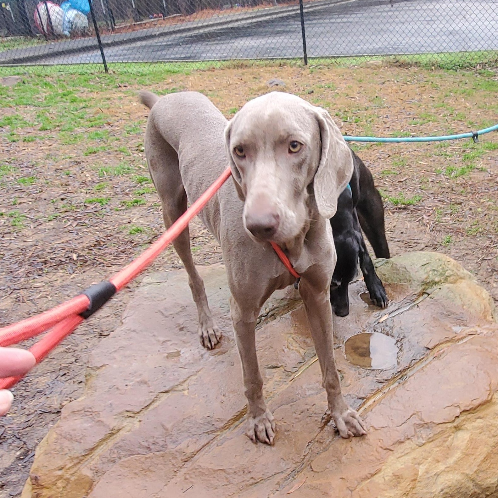 Enlarge Sierra, a Adoptable Weimaraner in Birmingham, AL image 2/2
