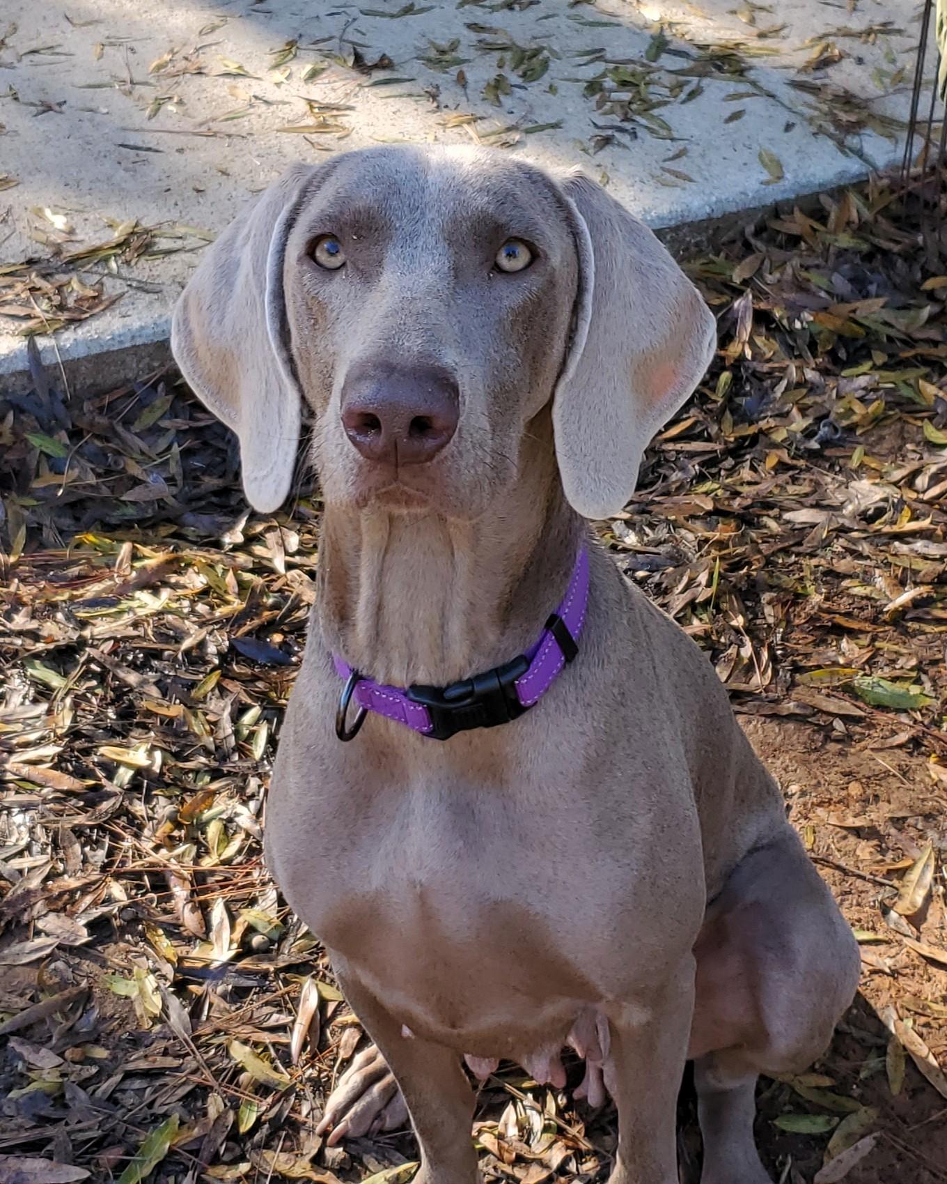 Sierra, a Adoptable Weimaraner in Birmingham, AL image 1/3