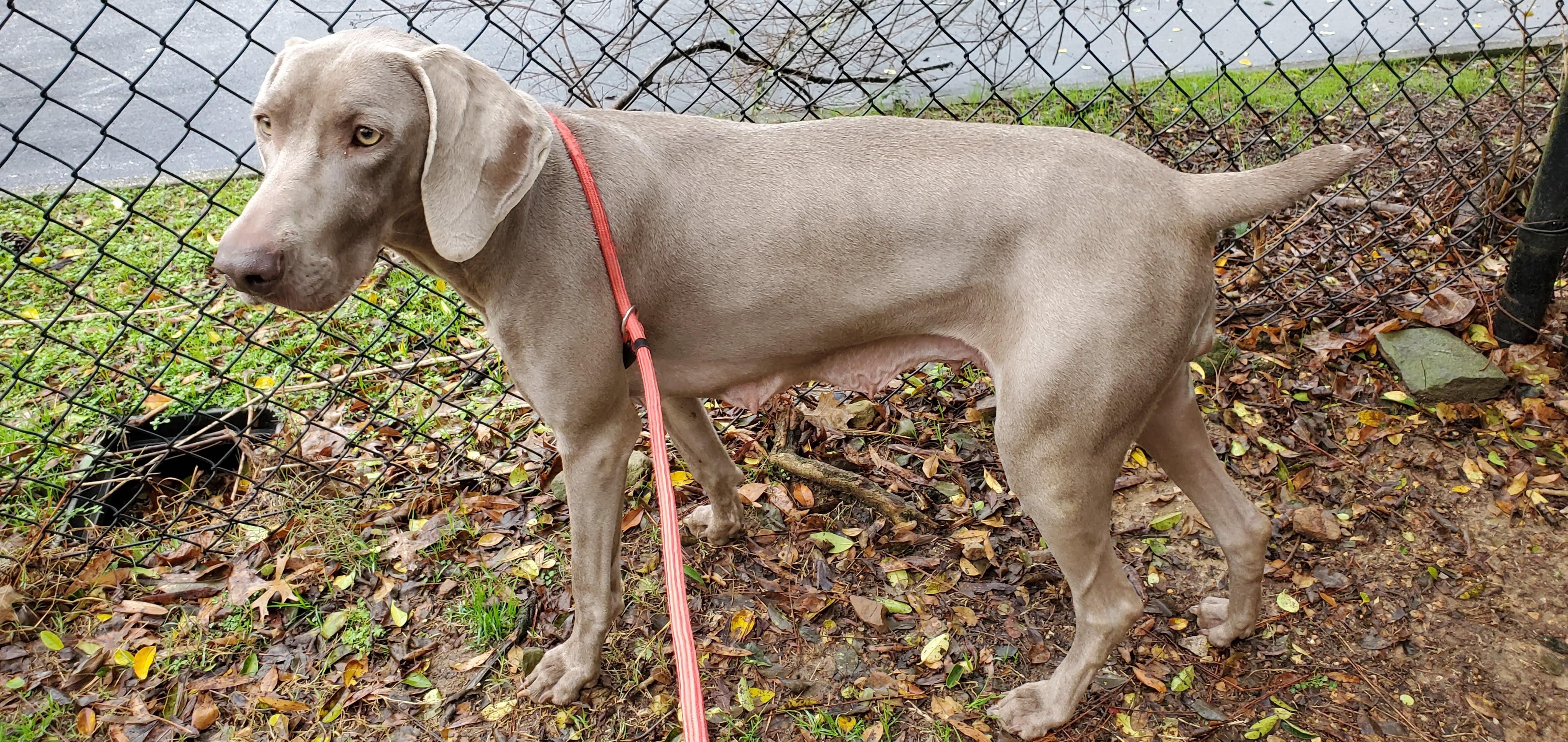 Sierra, Adoptable, Adult Female Weimaraner.