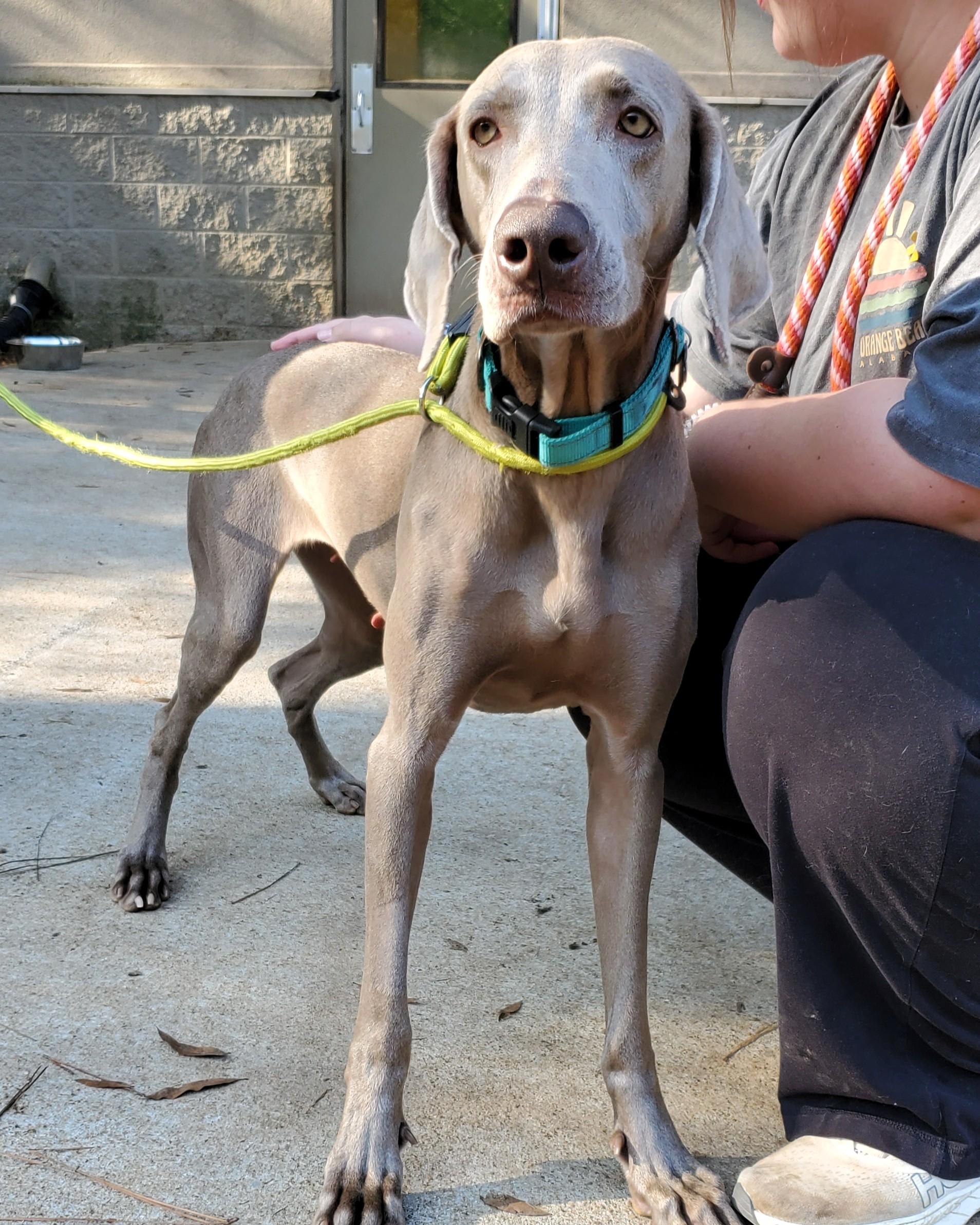 Enlarge Sierra, a Adoptable Weimaraner in Birmingham, AL image 1/1