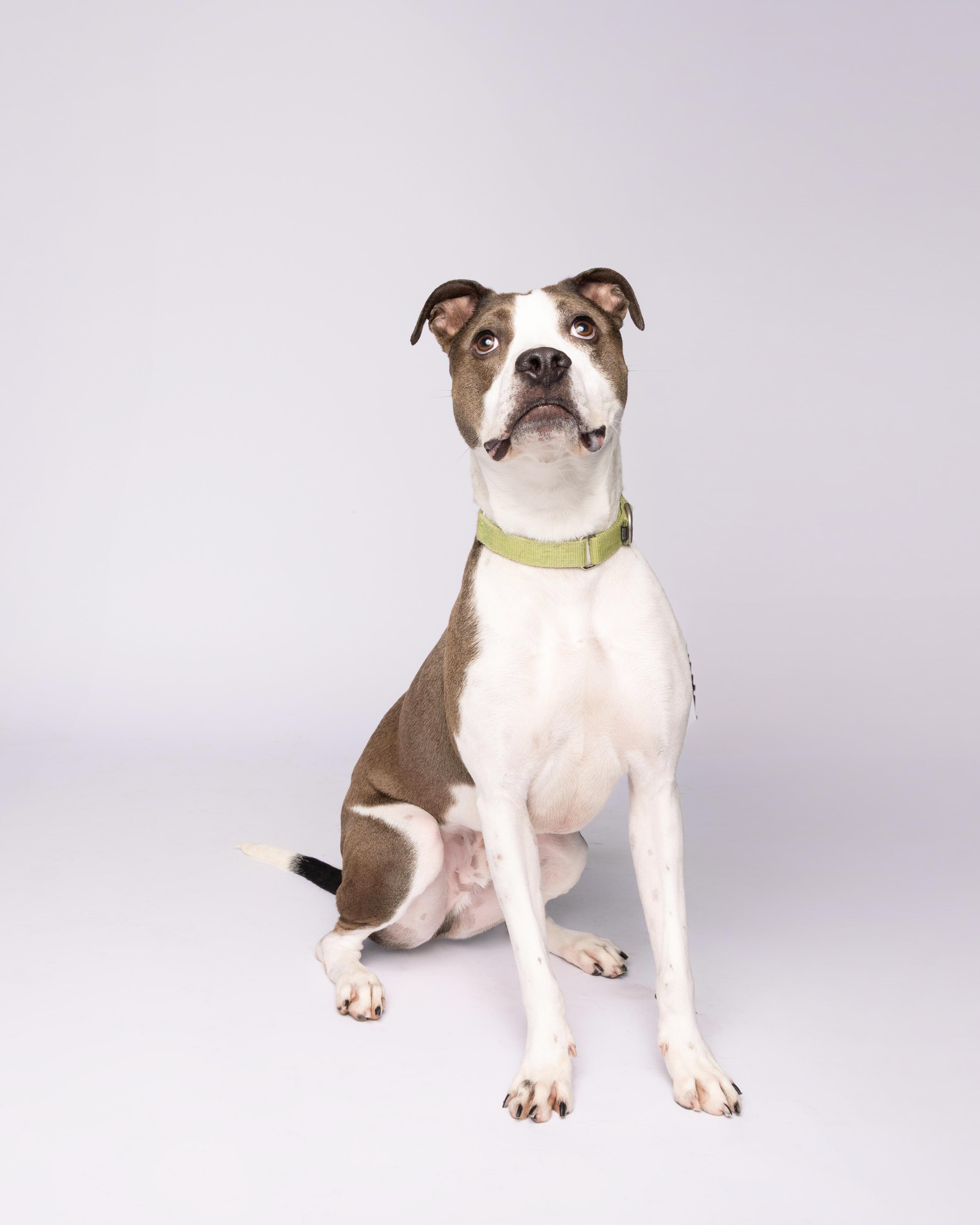 Enlarge Ash, a Adoptable mixed breed in Waterloo, IA image 4/6
