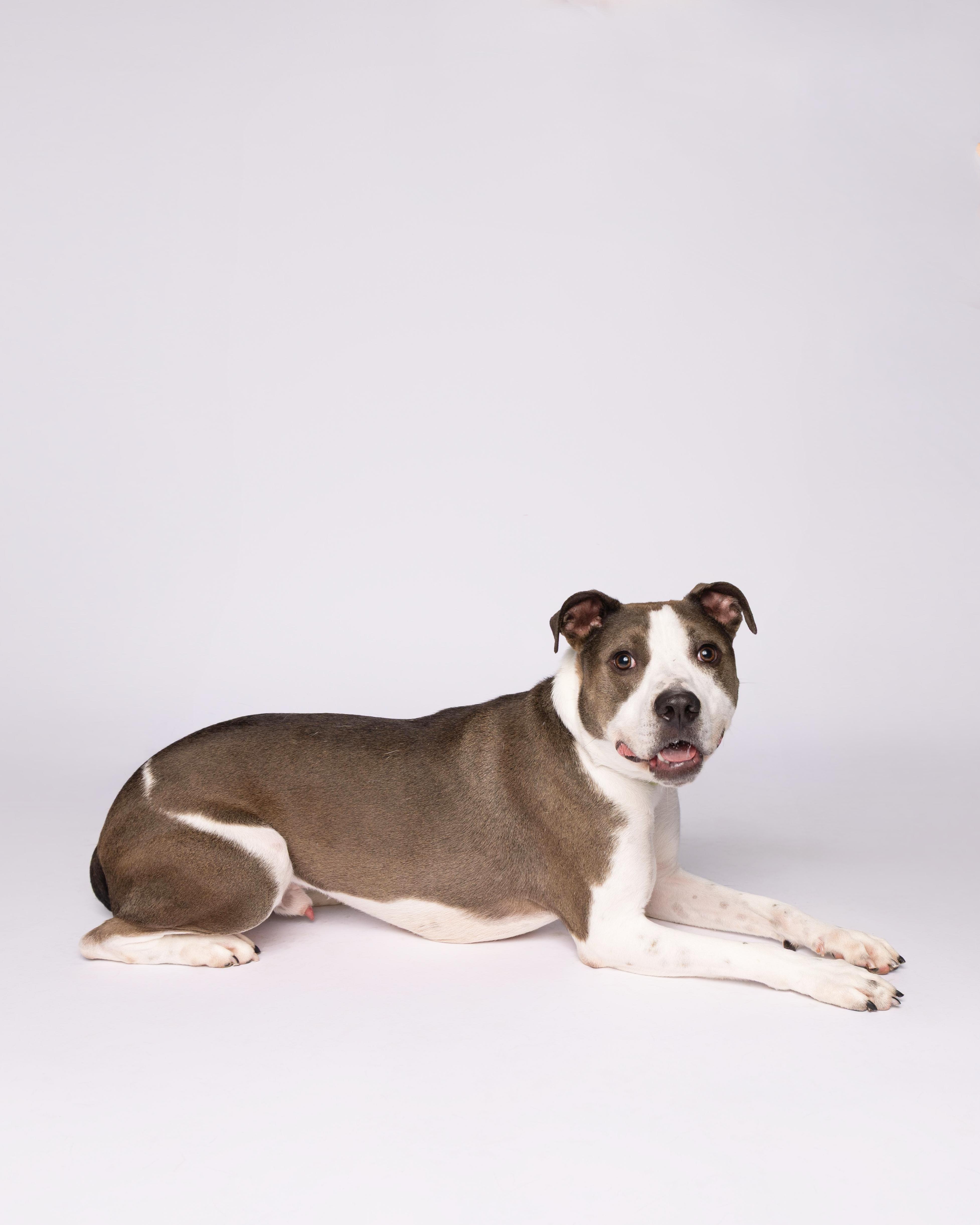 Enlarge Ash, a Adoptable mixed breed in Waterloo, IA image 6/6