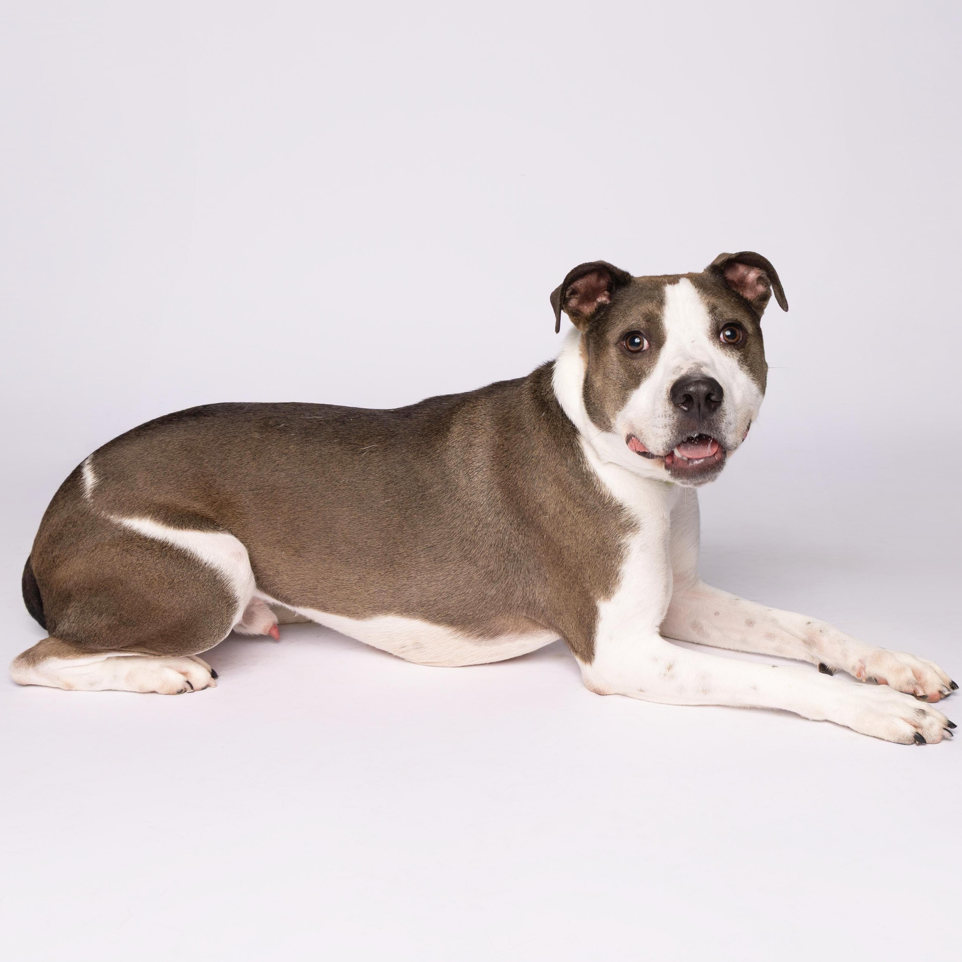 Ash, a Adoptable mixed breed in Waterloo, IA image 5/5