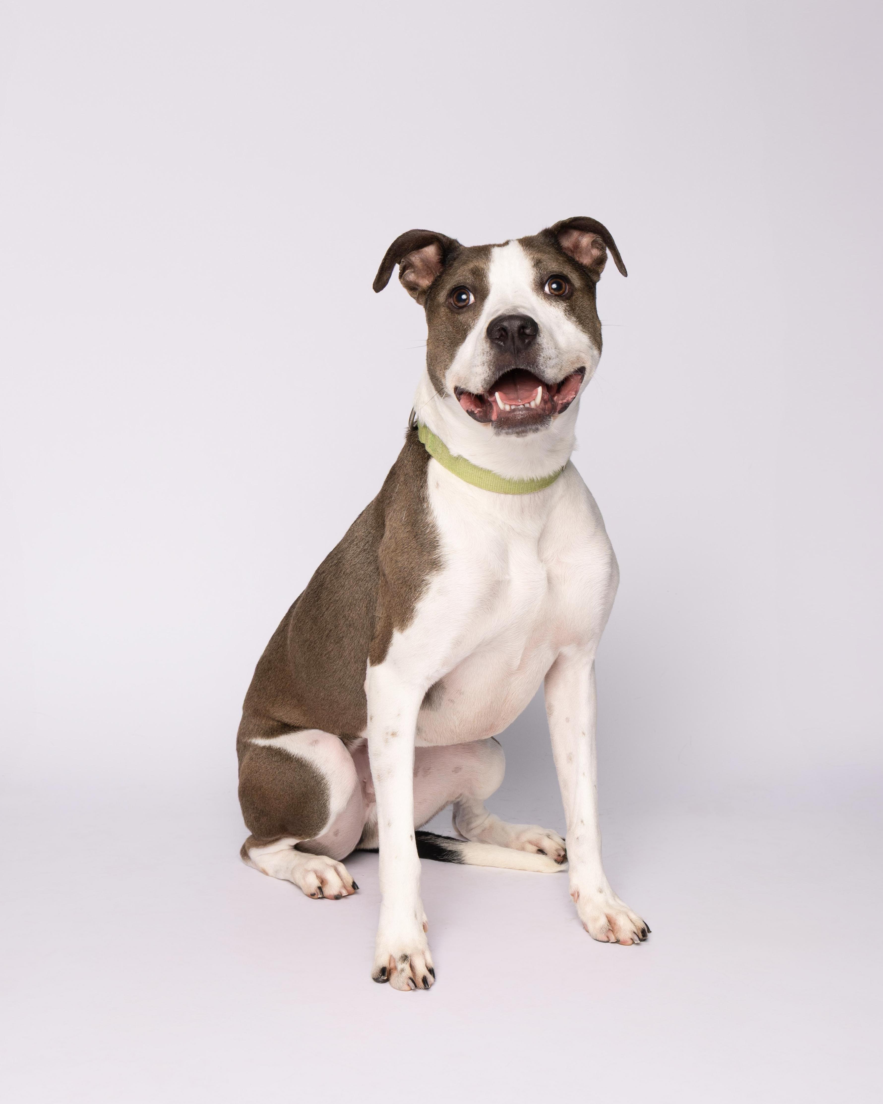 Ash, Adoptable, Adult Male Pit Bull Terrier.