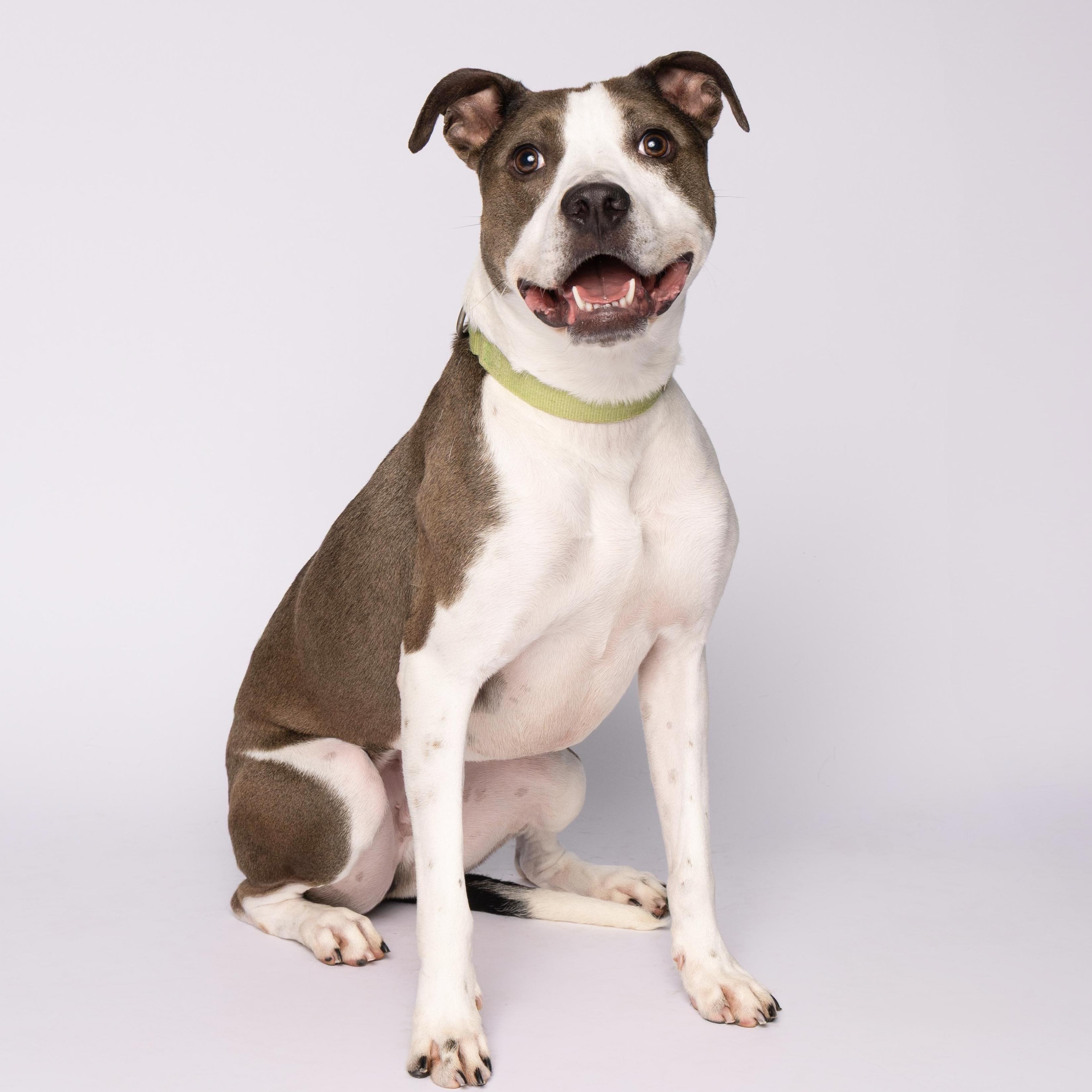Ash, a Adoptable mixed breed in Waterloo, IA image 1/5