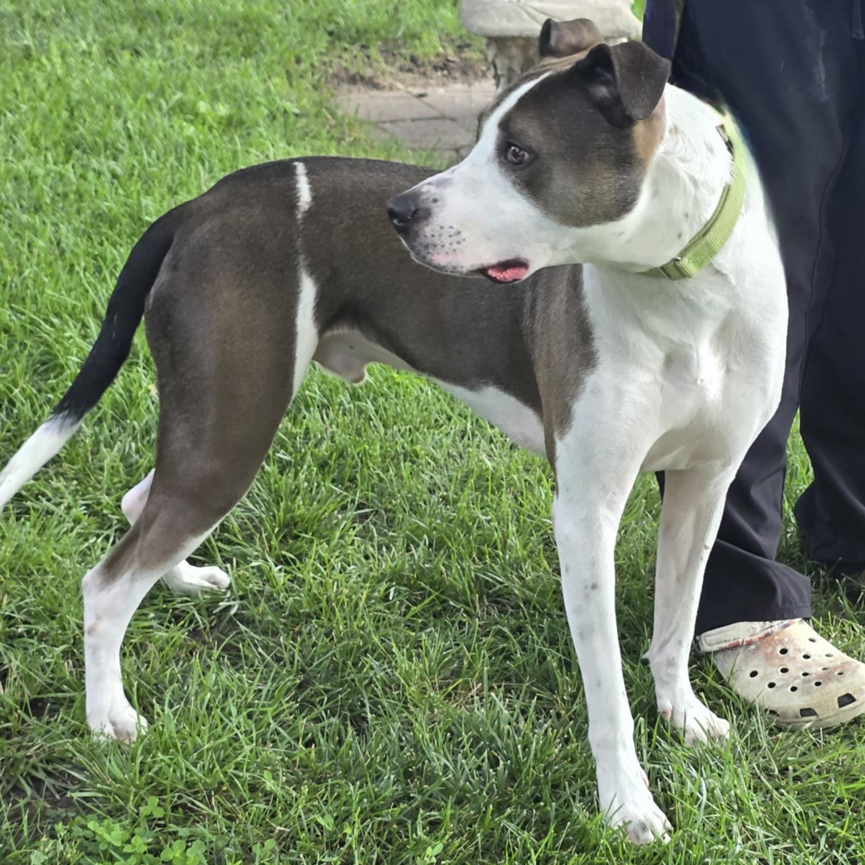 Enlarge Ash, a Adoptable mixed breed in Waterloo, IA image 3/6