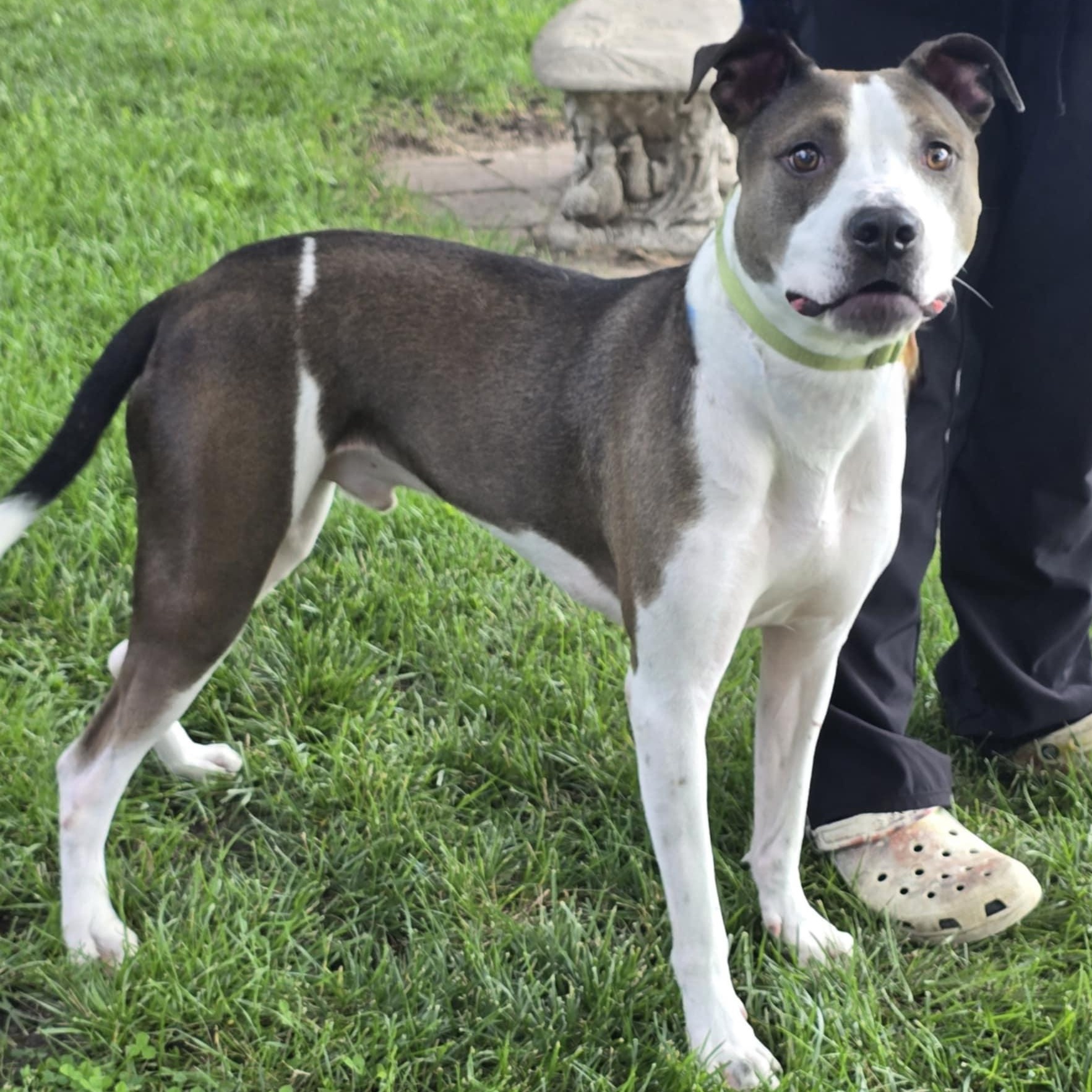 Ash, Adoptable, Adult Male Pit Bull Terrier.