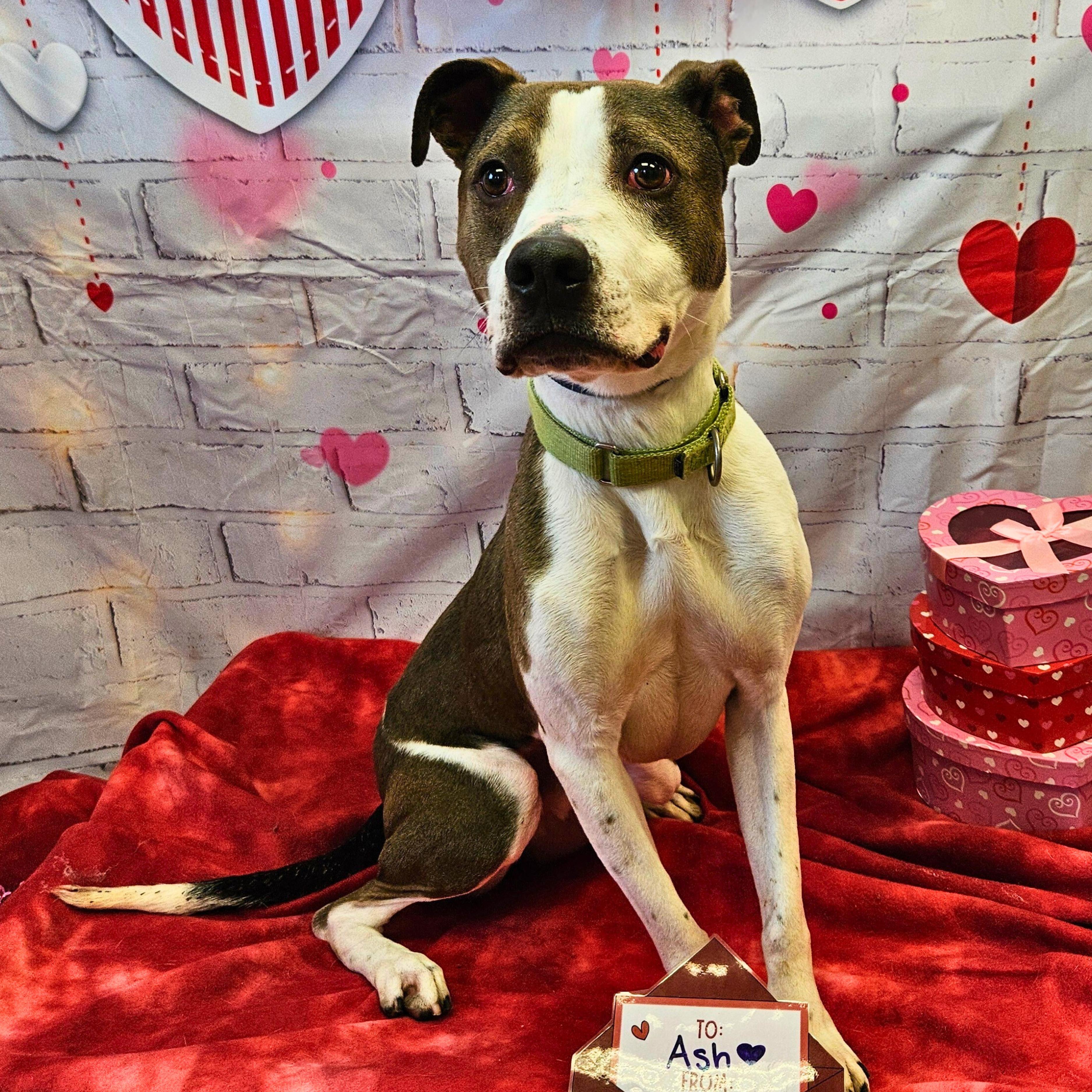 Ash, Adoptable, Adult Male Pit Bull Terrier.