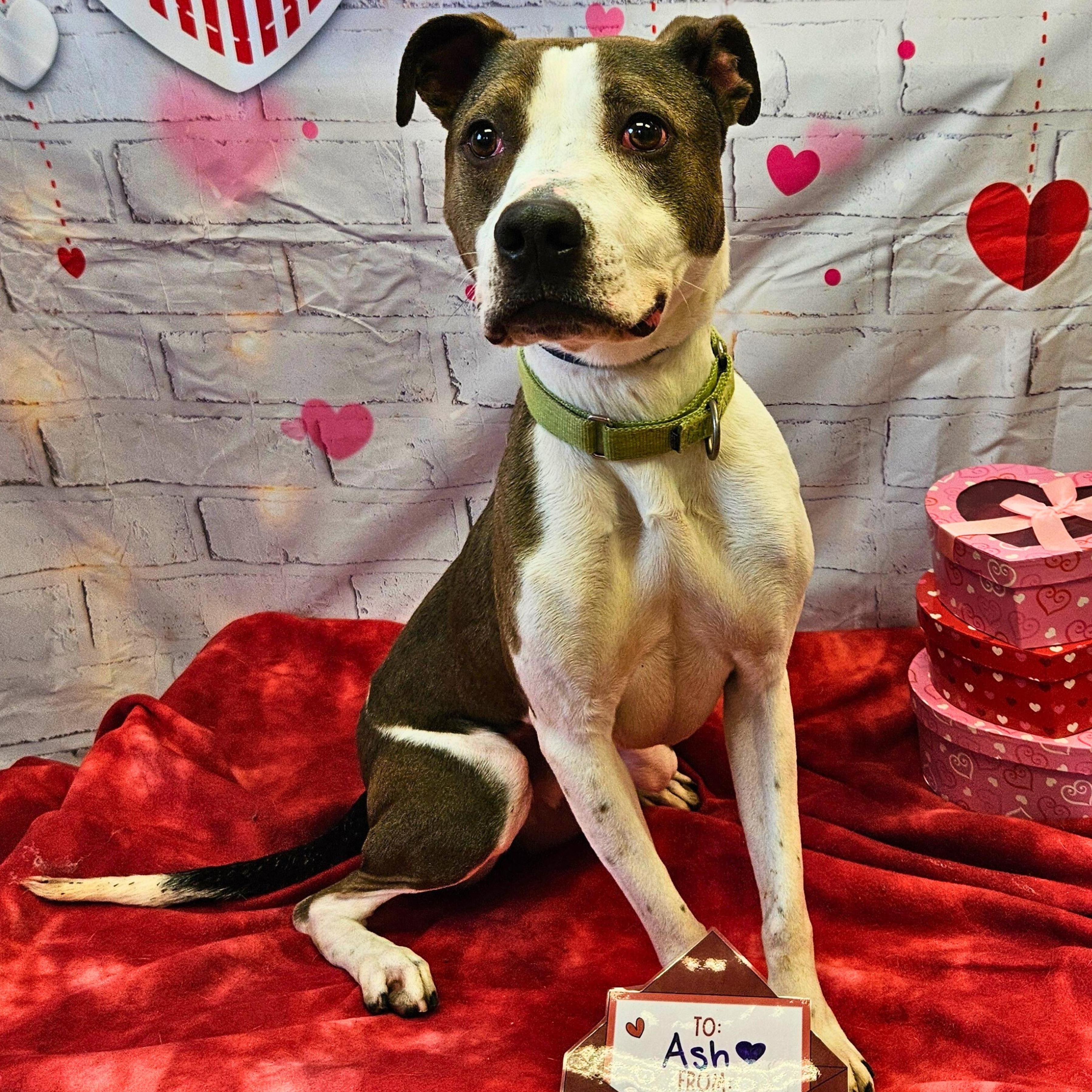 Ash, a Adoptable mixed breed in Waterloo, IA image 2/5