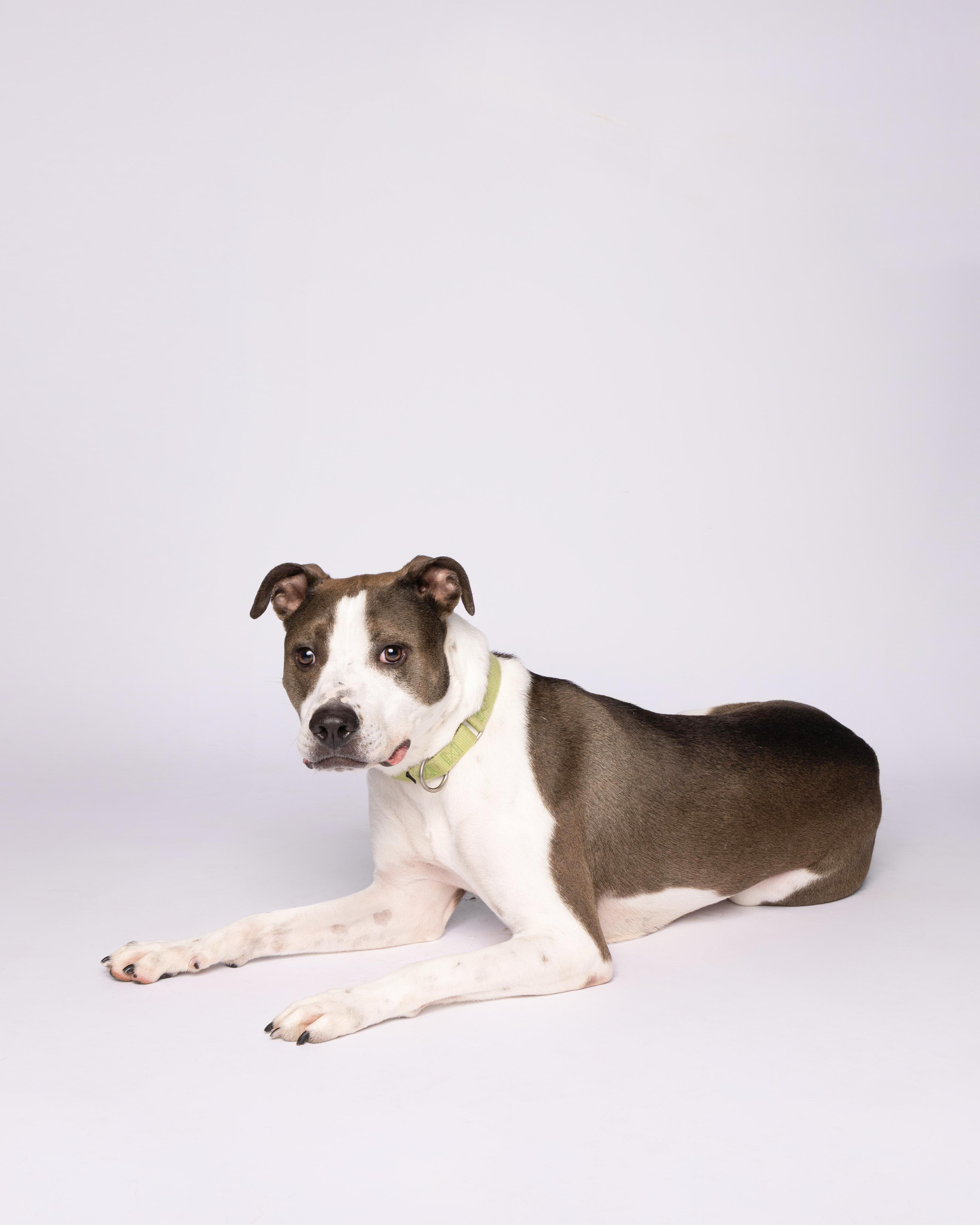Enlarge Ash, a Adoptable mixed breed in Waterloo, IA image 5/6