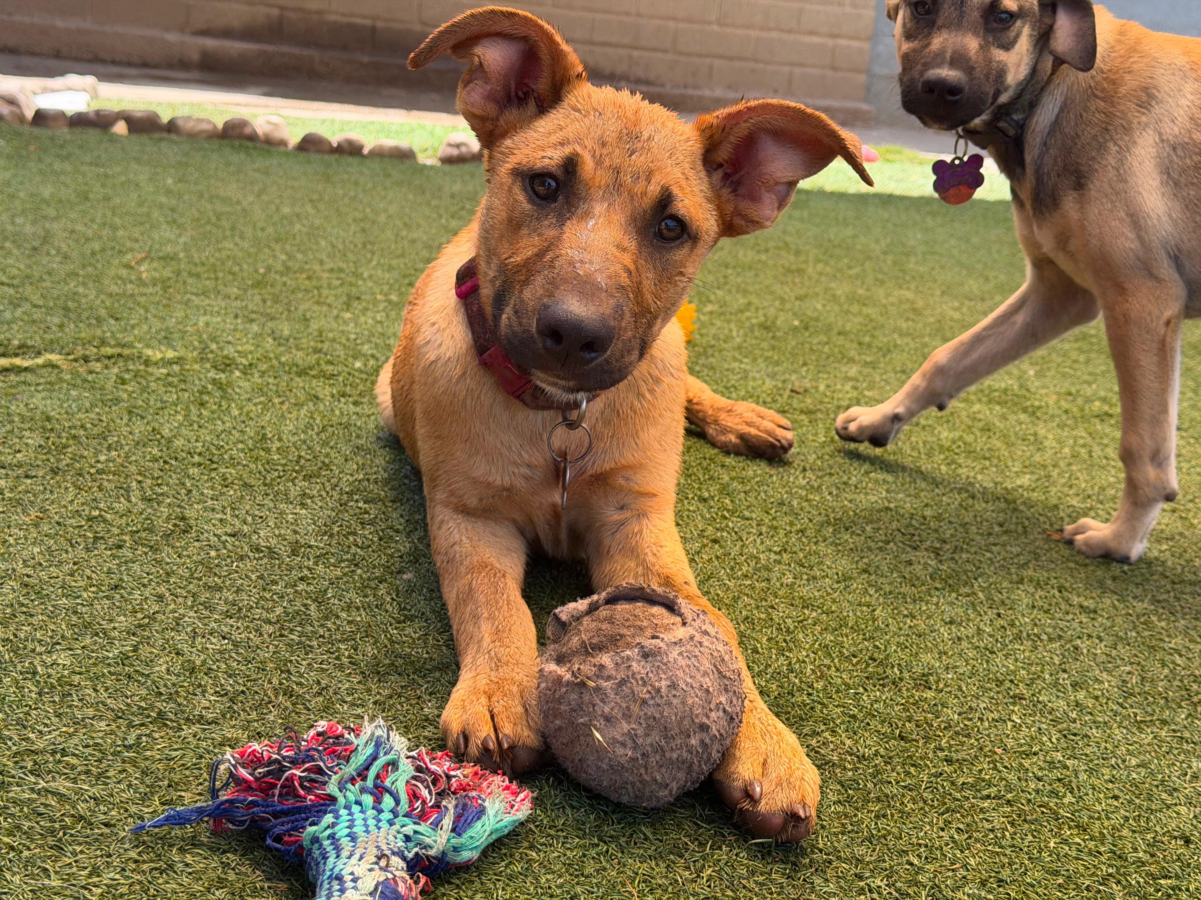 Desi, Adoptable, Puppy Male Shepherd.