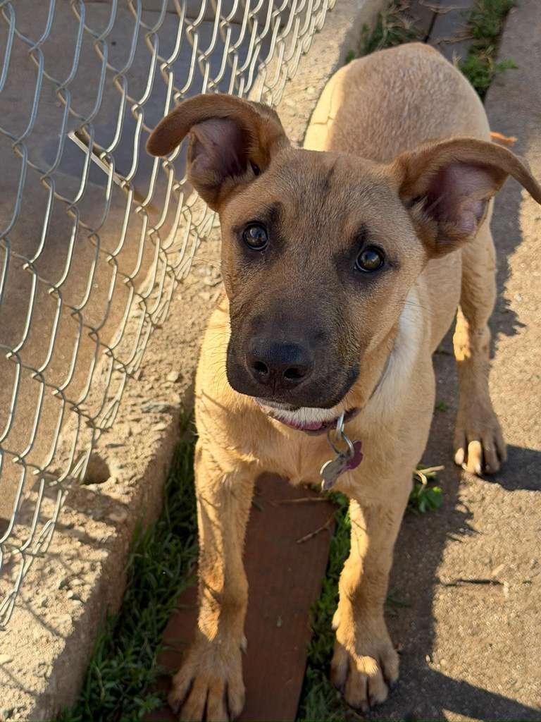 Enlarge Desi, a Adoptable mixed breed in Inglewood, CA image 3/5