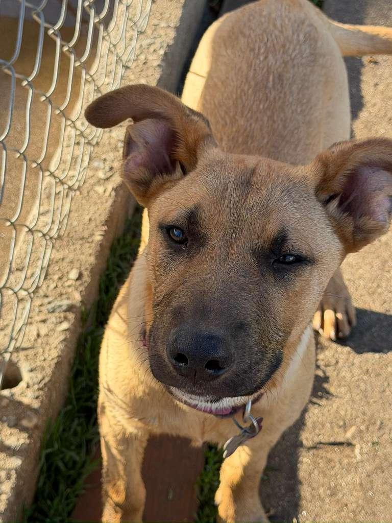 Enlarge Desi, a Adoptable mixed breed in Inglewood, CA image 5/5