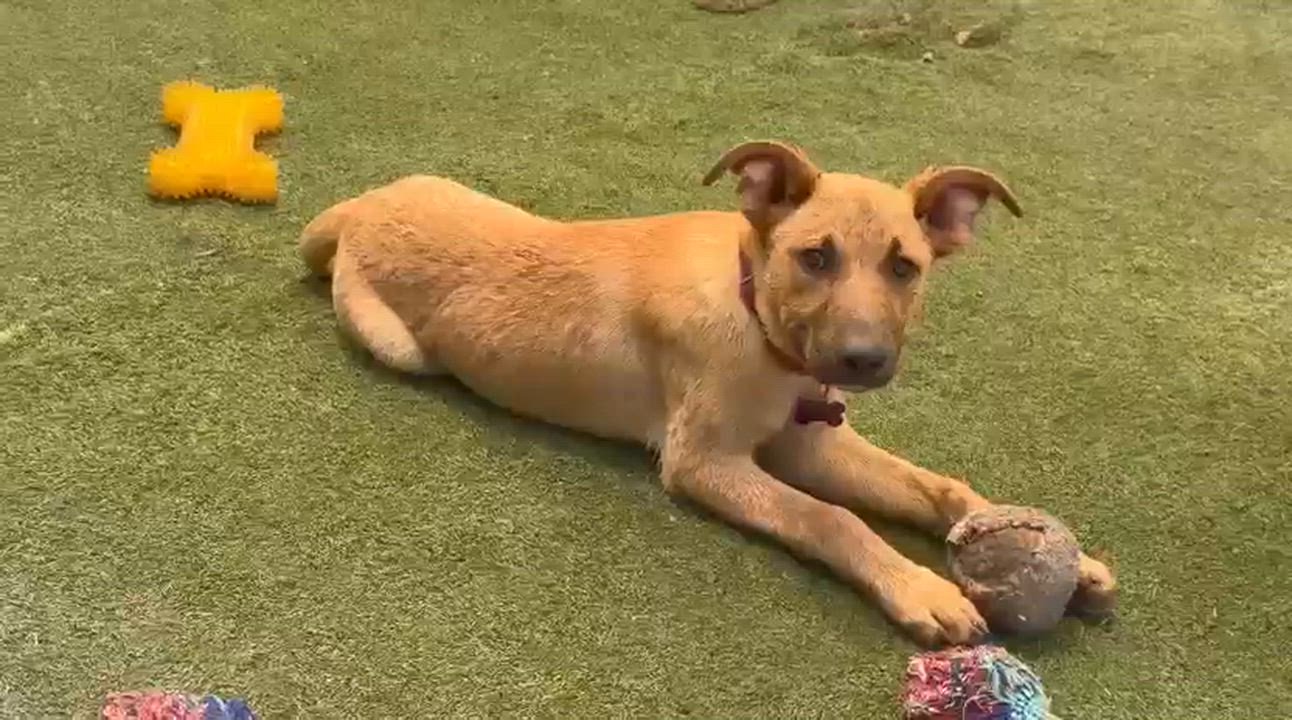 Enlarge Desi, a Adoptable mixed breed in Inglewood, CA video 4/5