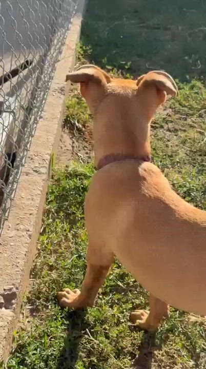 Enlarge Desi, a Adoptable mixed breed in Inglewood, CA video 2/5