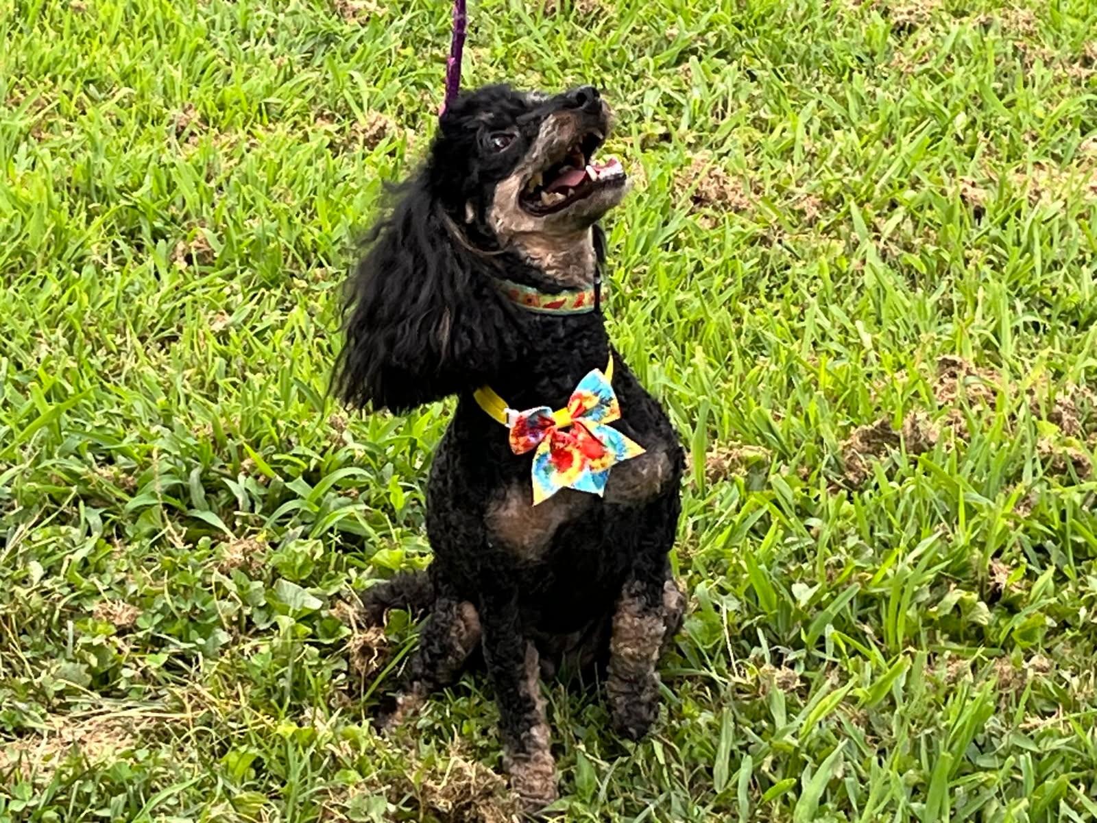 Mama, a Adopted Miniature Poodle in Louisville, KY image 2/5