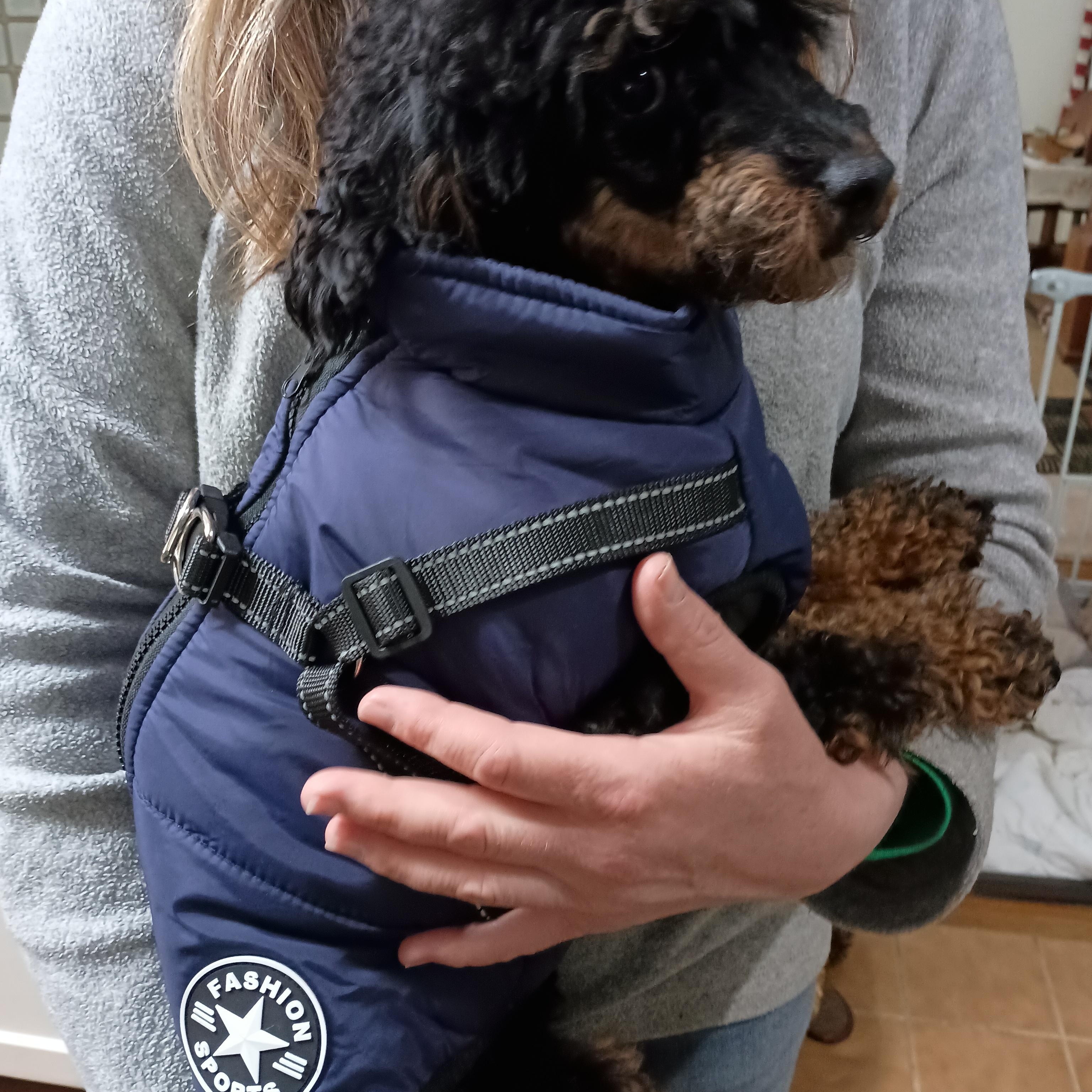 Mama, a Adopted Miniature Poodle in Louisville, KY image 4/5