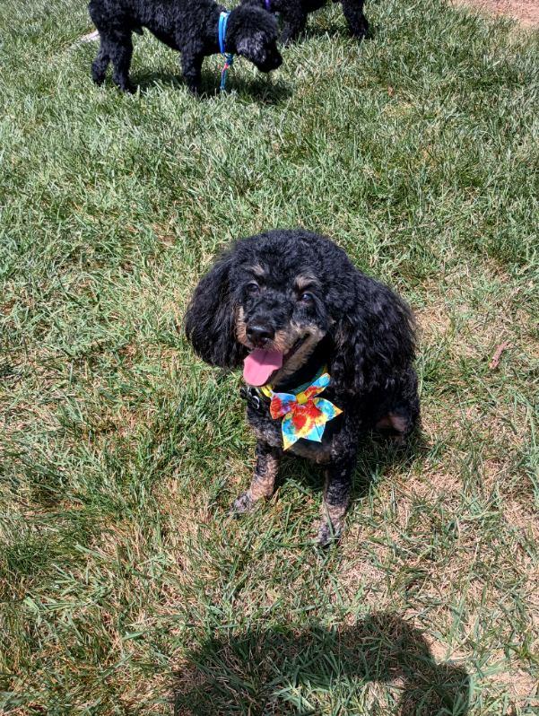 Mama, a Adopted Miniature Poodle in Louisville, KY image 3/5