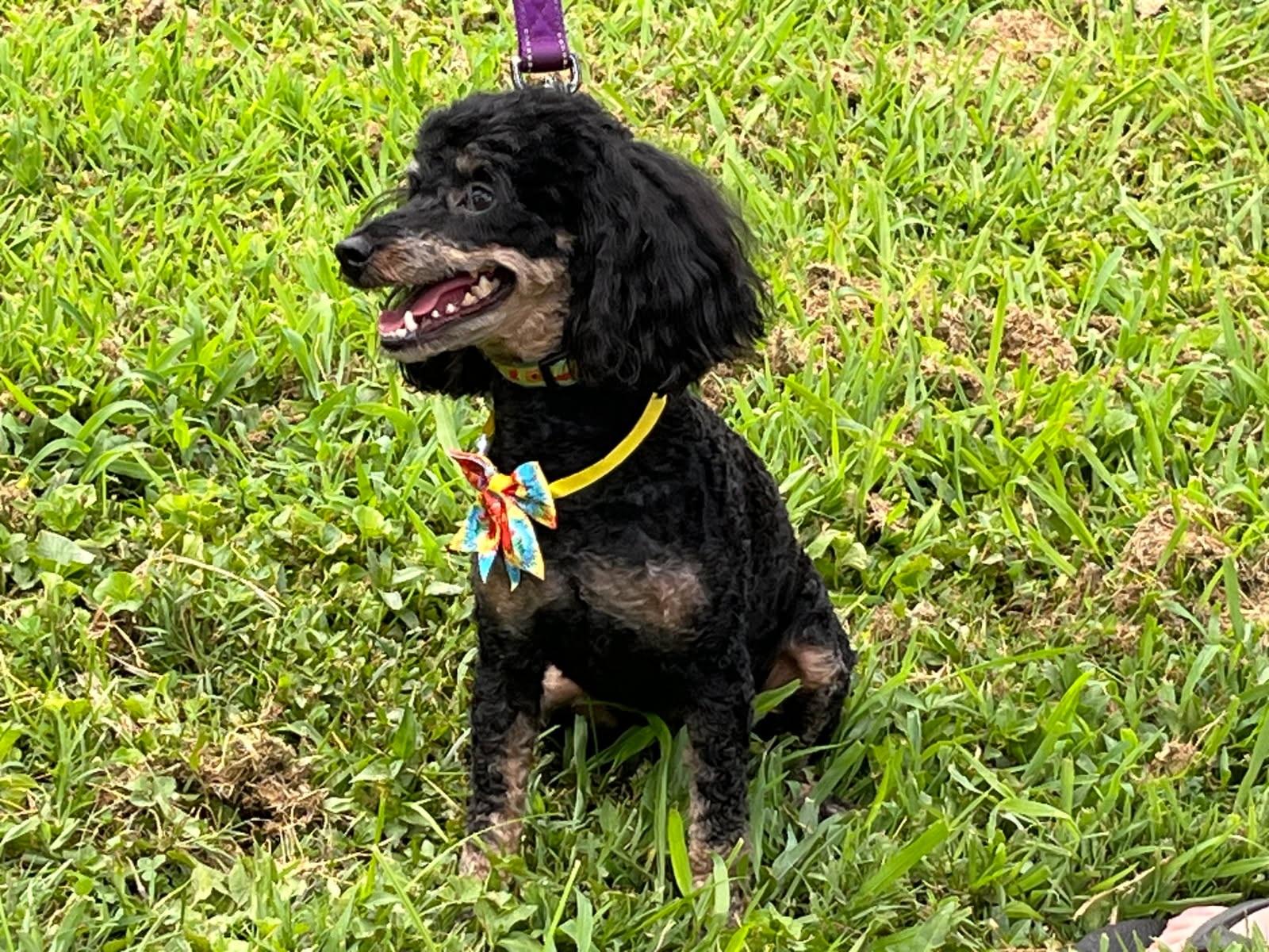 Mama, Adopted, Young Female Miniature Poodle.