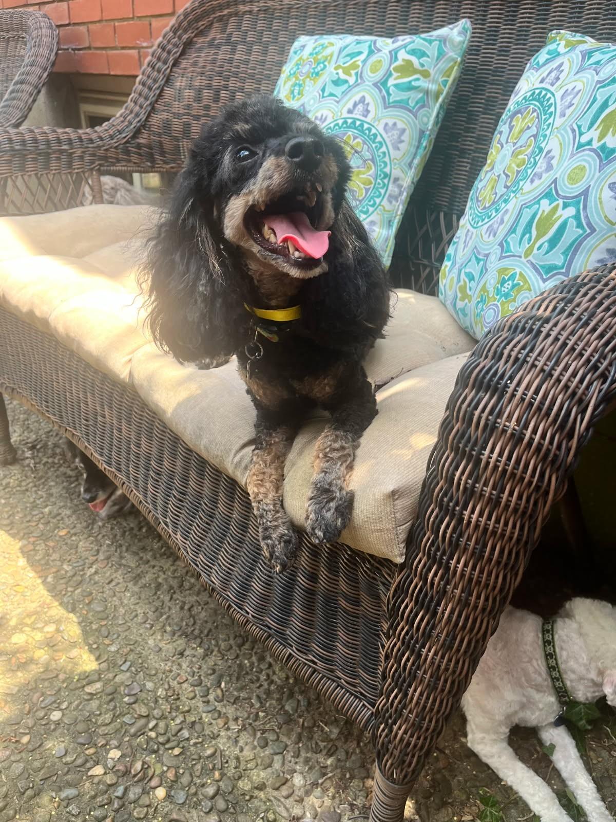 Mama, a Adopted Miniature Poodle in Louisville, KY image 5/5