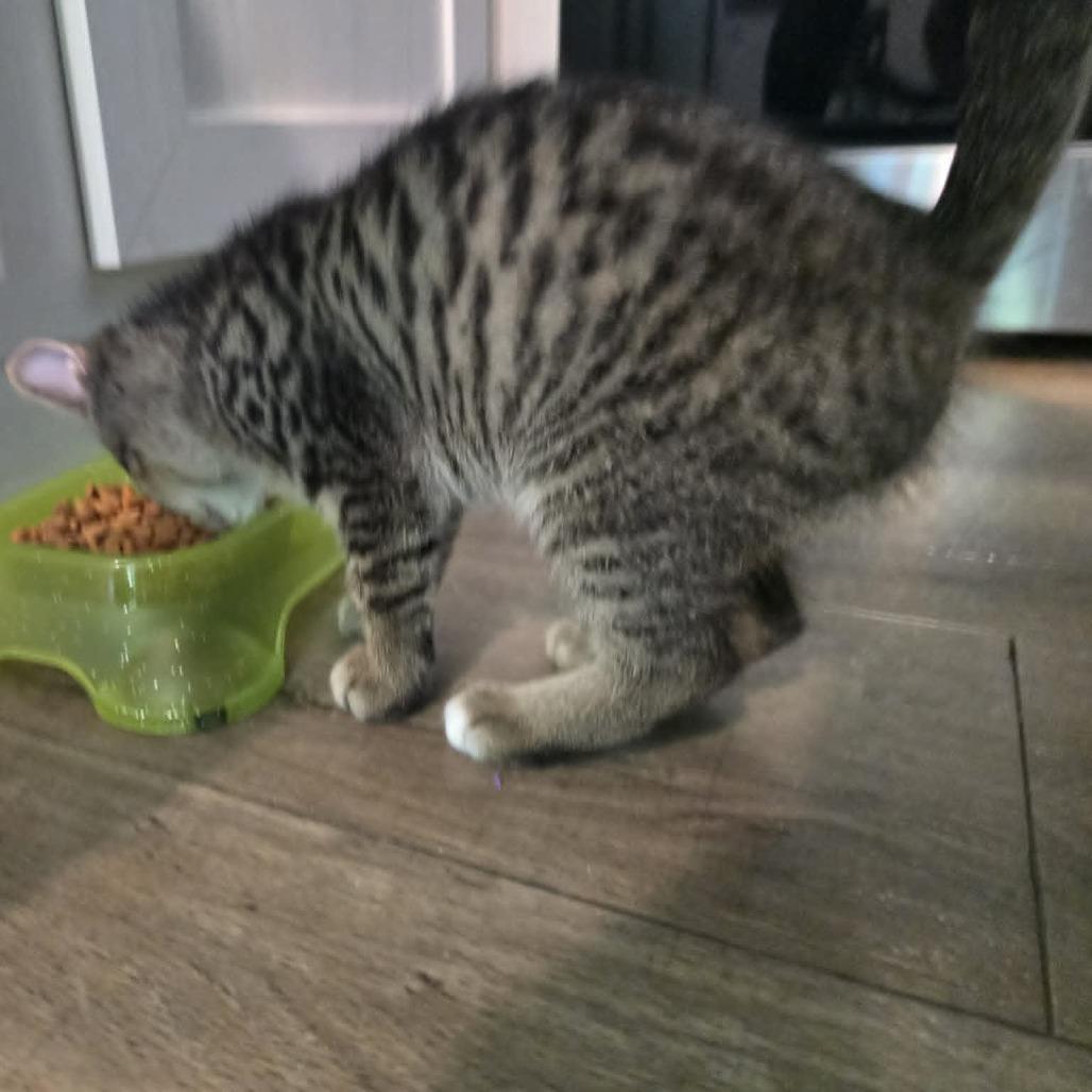 Nesta, Adoptable, Kitten Female Domestic Short Hair.