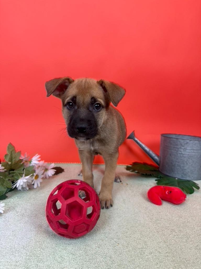 Enlarge Grape, a Adoptable mixed breed in Phoenix, AZ image 1/4