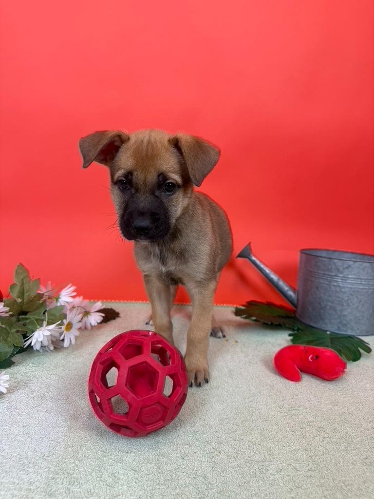 Enlarge Grape, a Adoptable mixed breed in Phoenix, AZ image 2/4