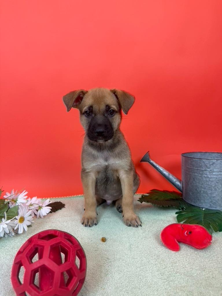 Enlarge Grape, a Adoptable mixed breed in Phoenix, AZ image 3/4