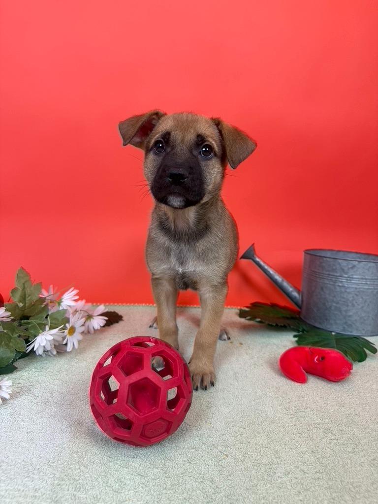 Enlarge Grape, a Adoptable mixed breed in Phoenix, AZ image 4/4