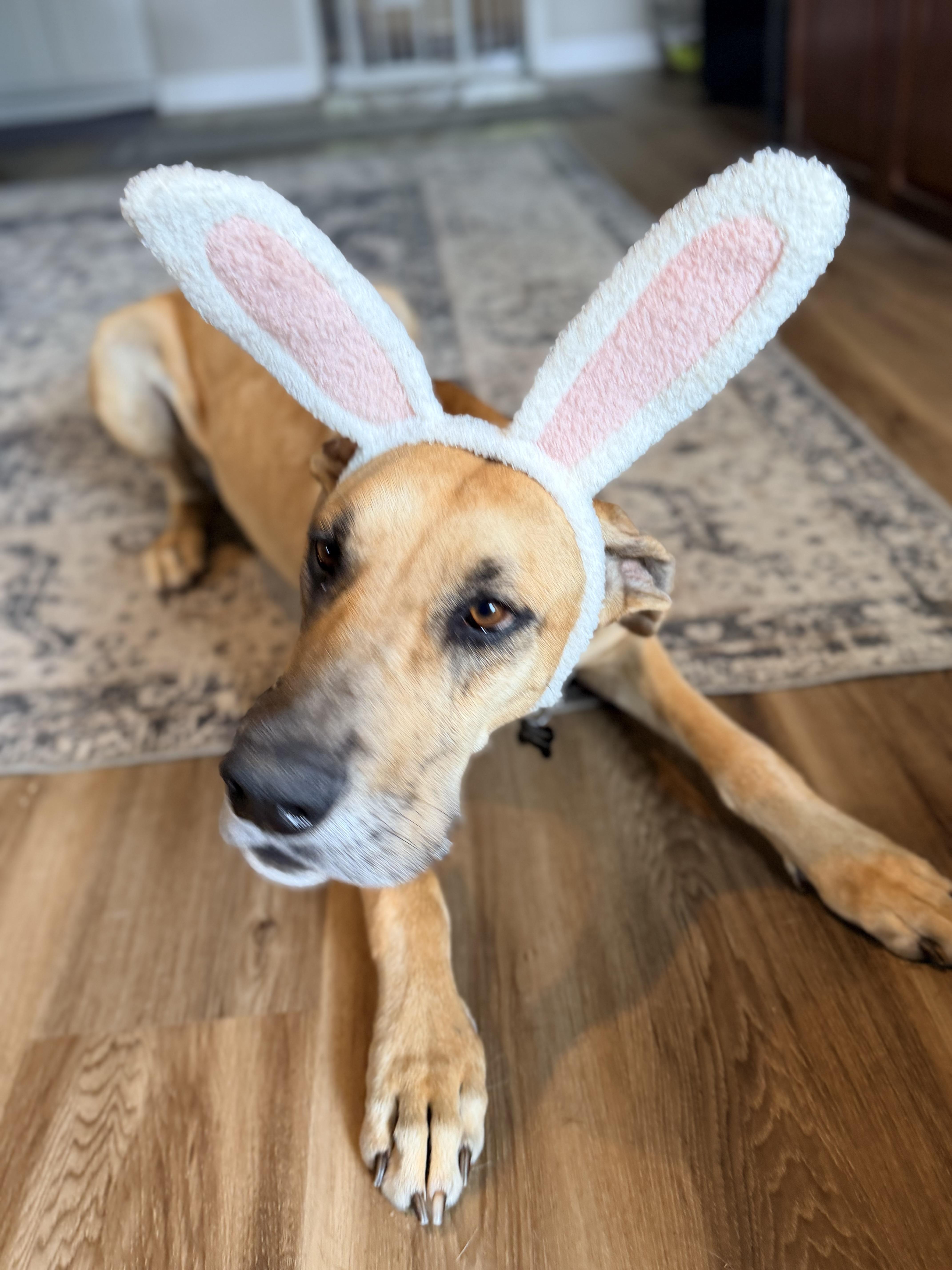 Sandy, a ADOPTABLE Great Dane in Aspen, CO image 3/5
