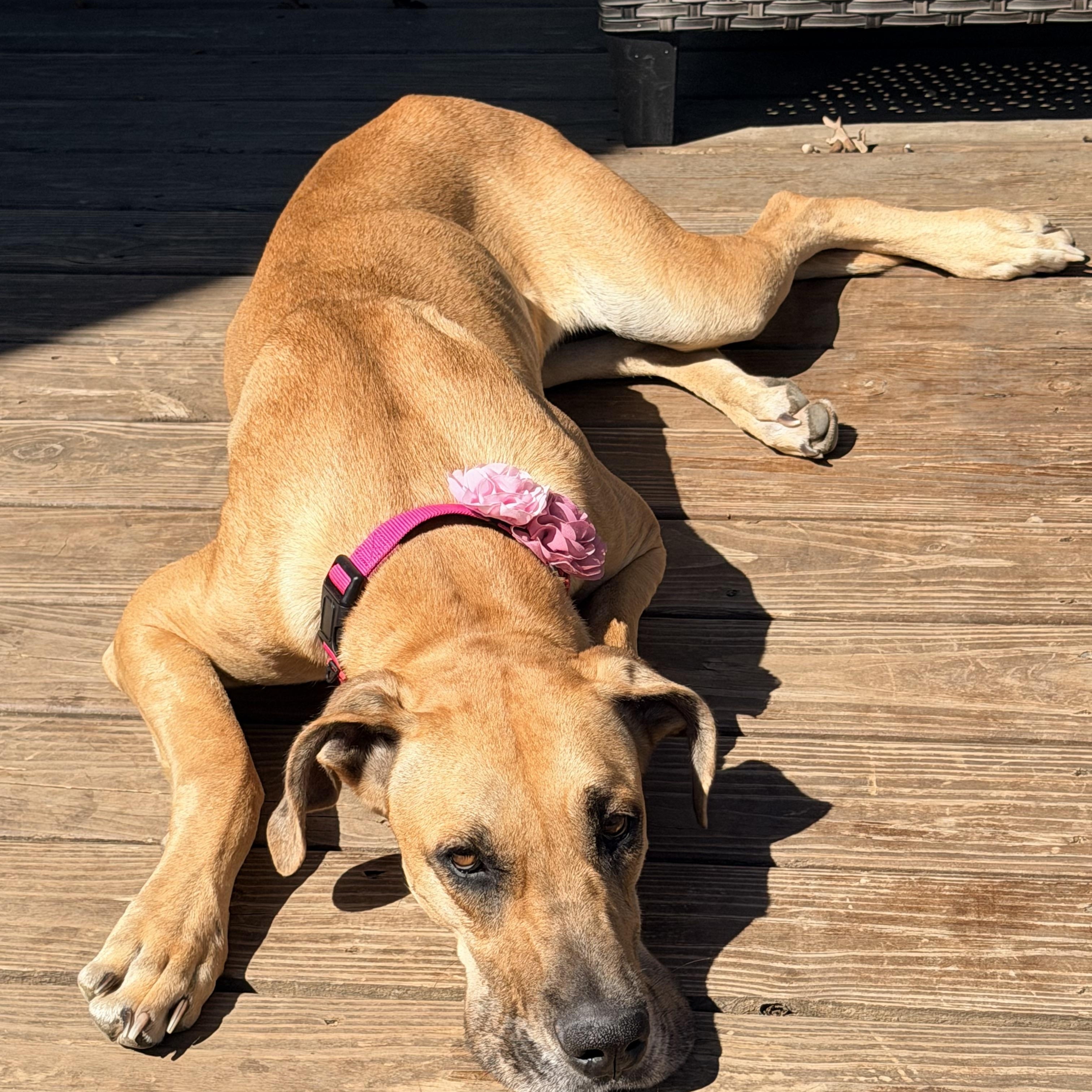 Sandy, a ADOPTABLE Great Dane in Aspen, CO image 2/5