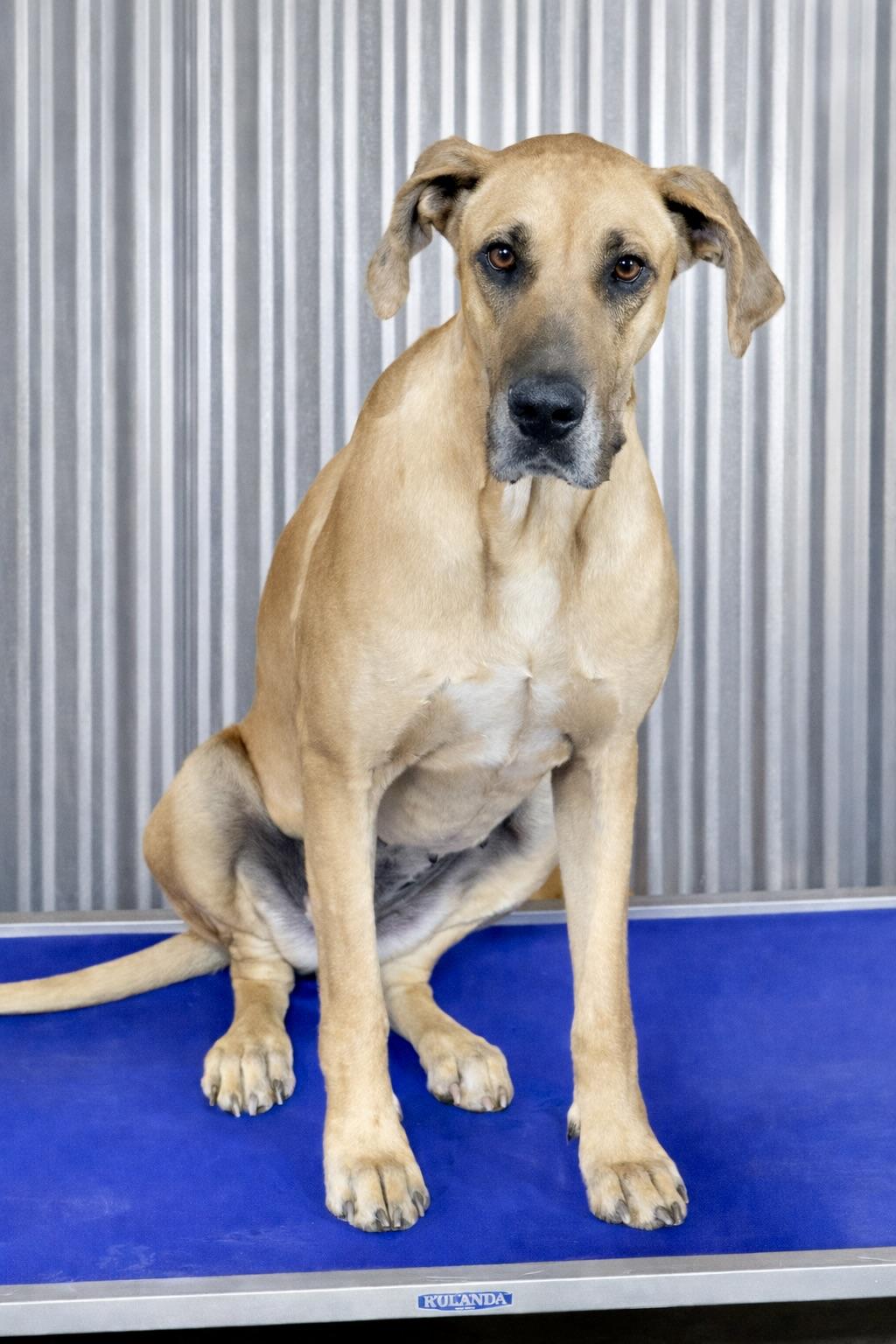 Sandy, ADOPTABLE, Adult Female Great Dane.