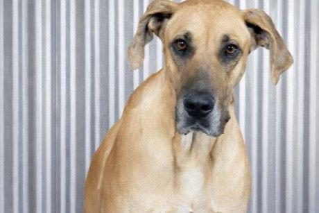 Sandy, a ADOPTABLE Great Dane in Aspen, CO image 4/5