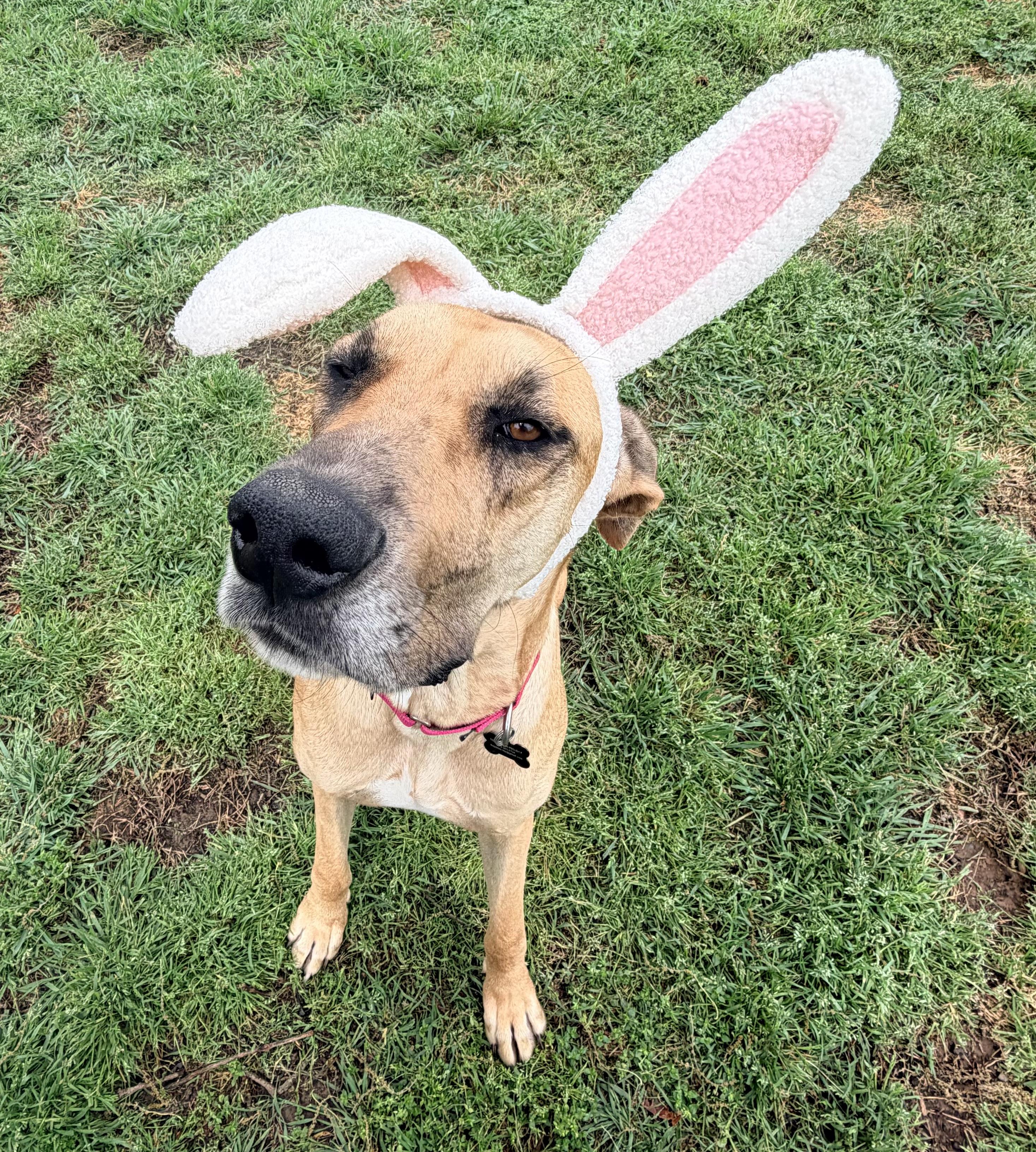 Sandy, a ADOPTABLE Great Dane in Aspen, CO image 5/5
