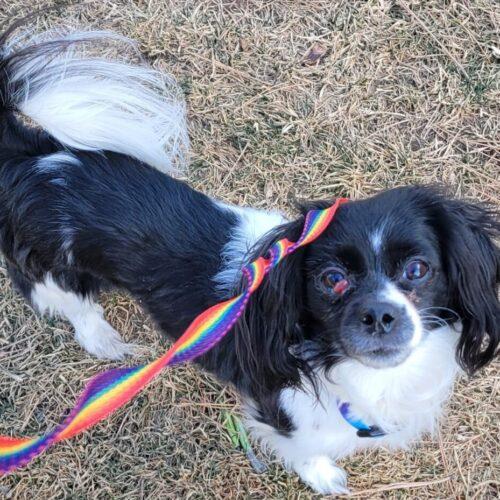 Titania  26017, Adoptable, Adult Female Cavalier King Charles Spaniel & Mixed Breed.
