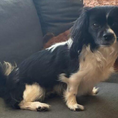 Titania  26017, Adoptable, Adult Female Cavalier King Charles Spaniel & Mixed Breed.