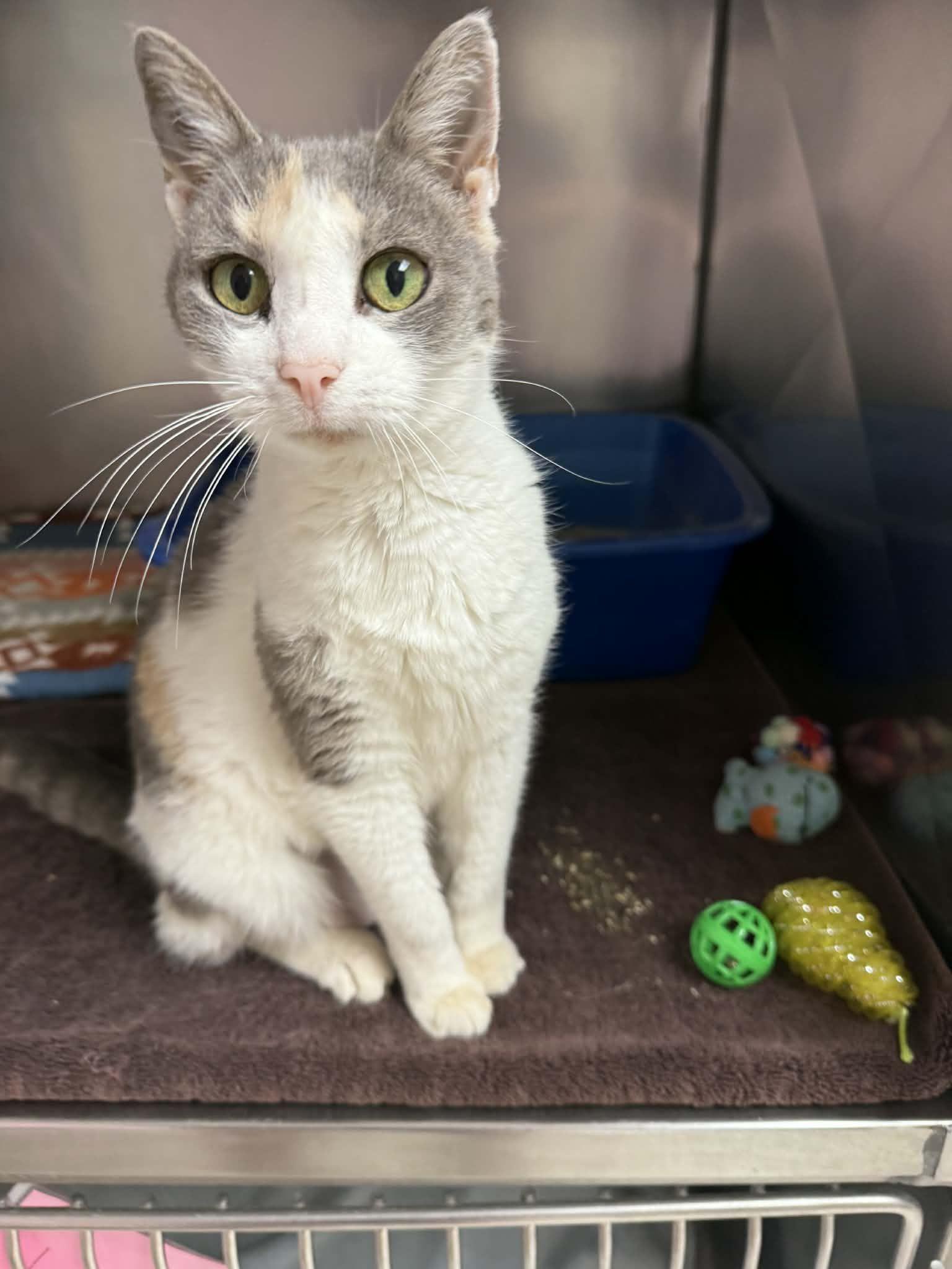 Poppet, adopted, Adult Female Domestic Short Hair.