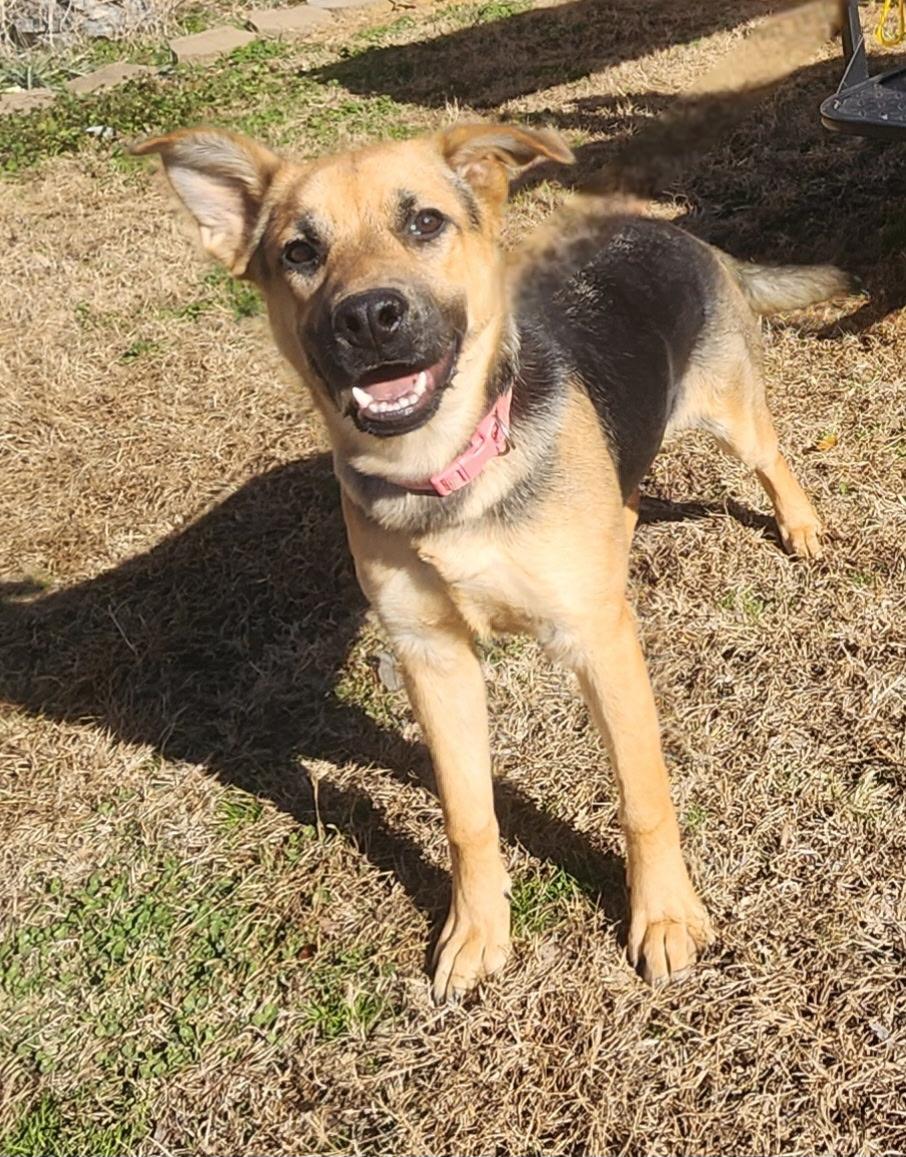 Enlarge Gypsy, a ADOPTABLE mixed breed in Manhasset, NY image 1/3