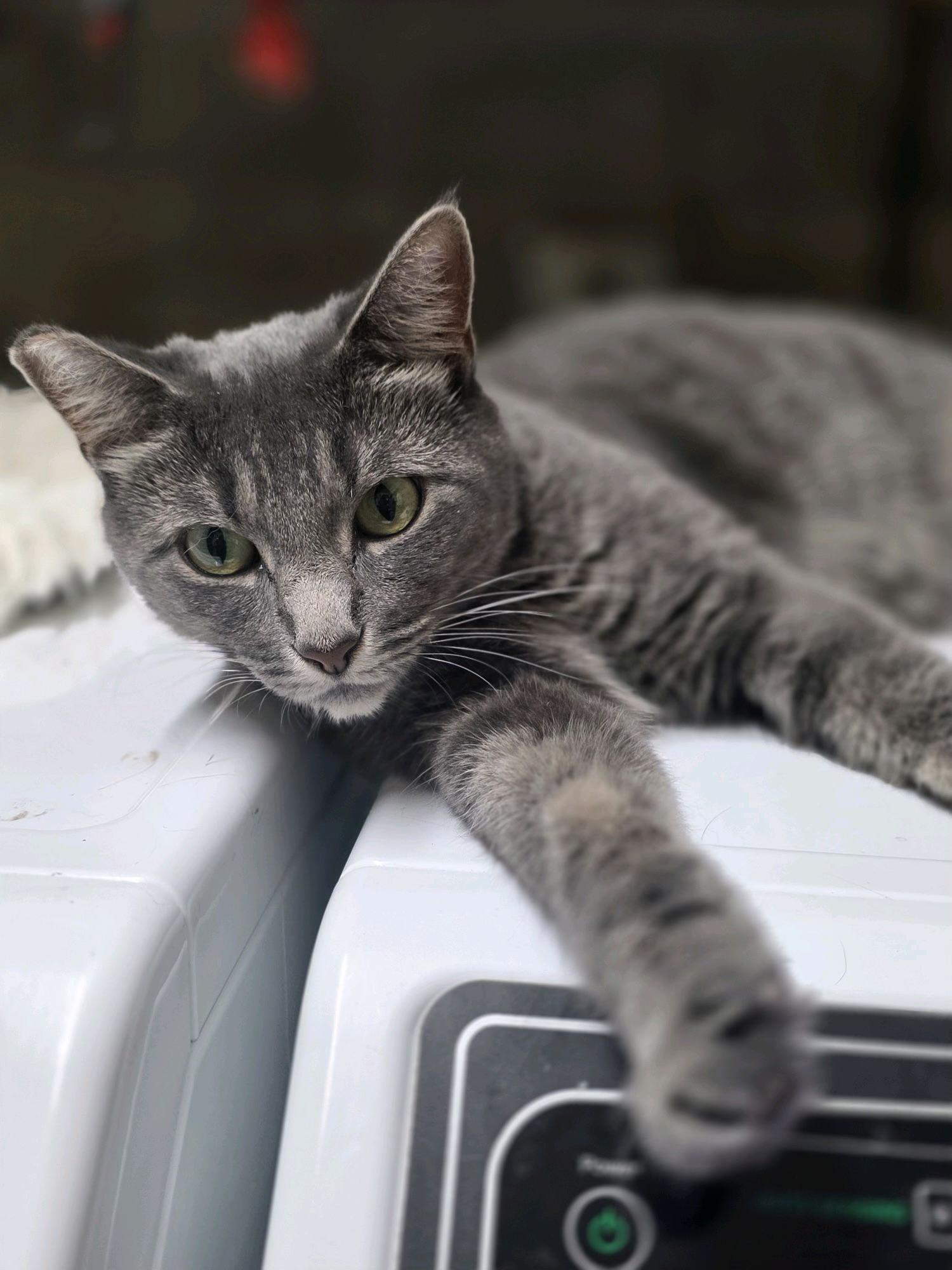 Tacie — thumbnail 2