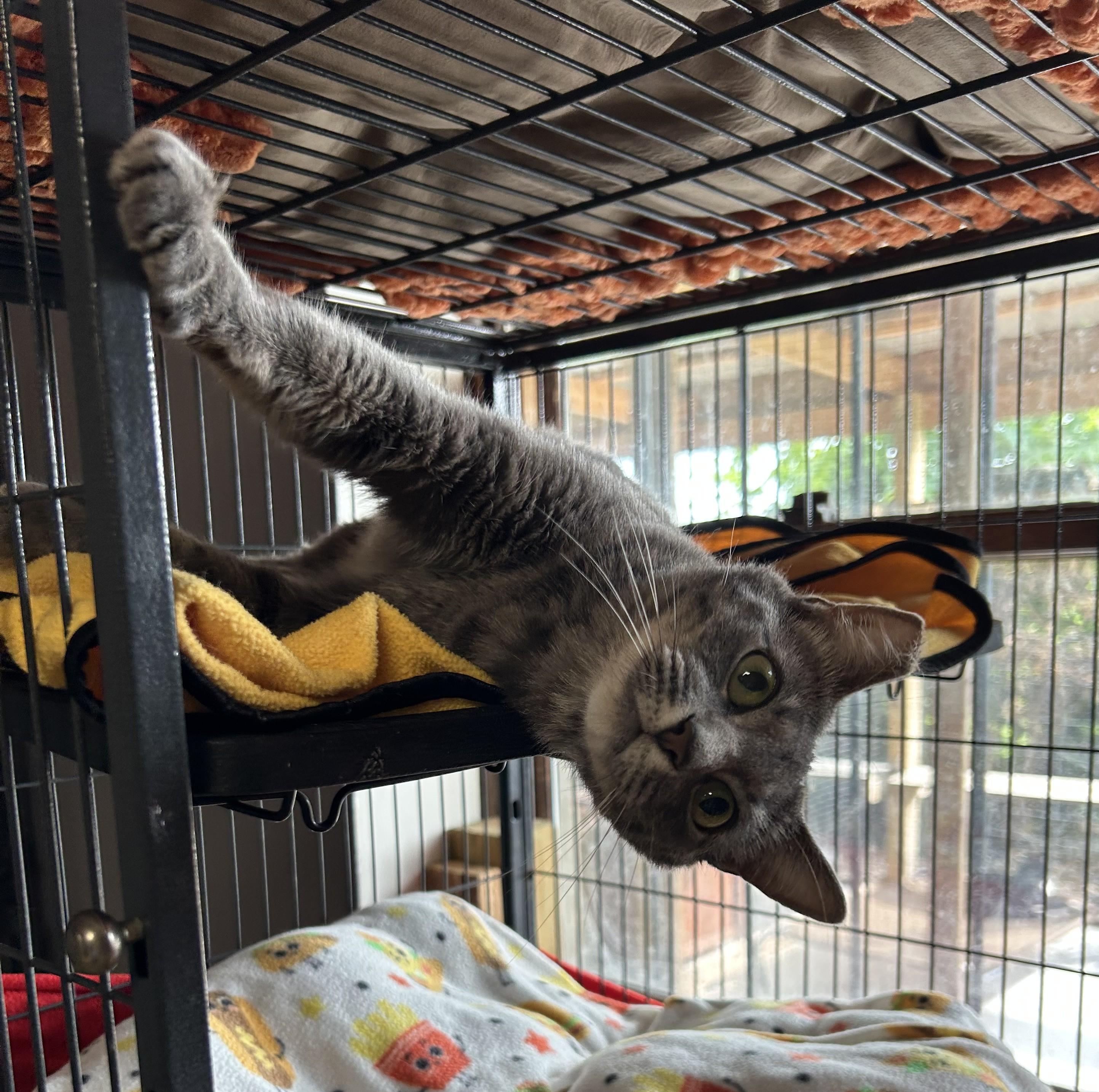 Tacie — thumbnail 4