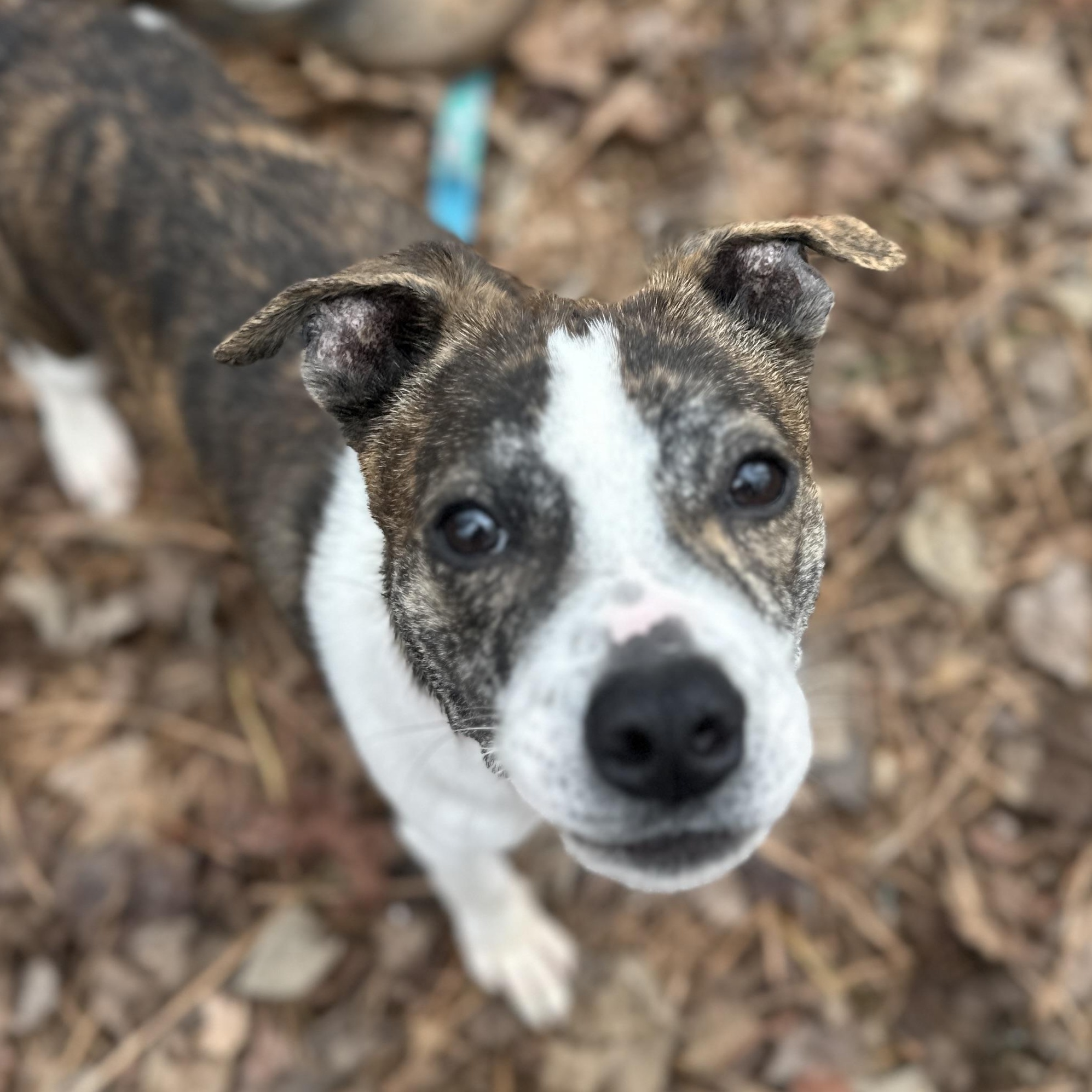 Enlarge Twix, a ADOPTABLE mixed breed in Roswell, GA image 1/3