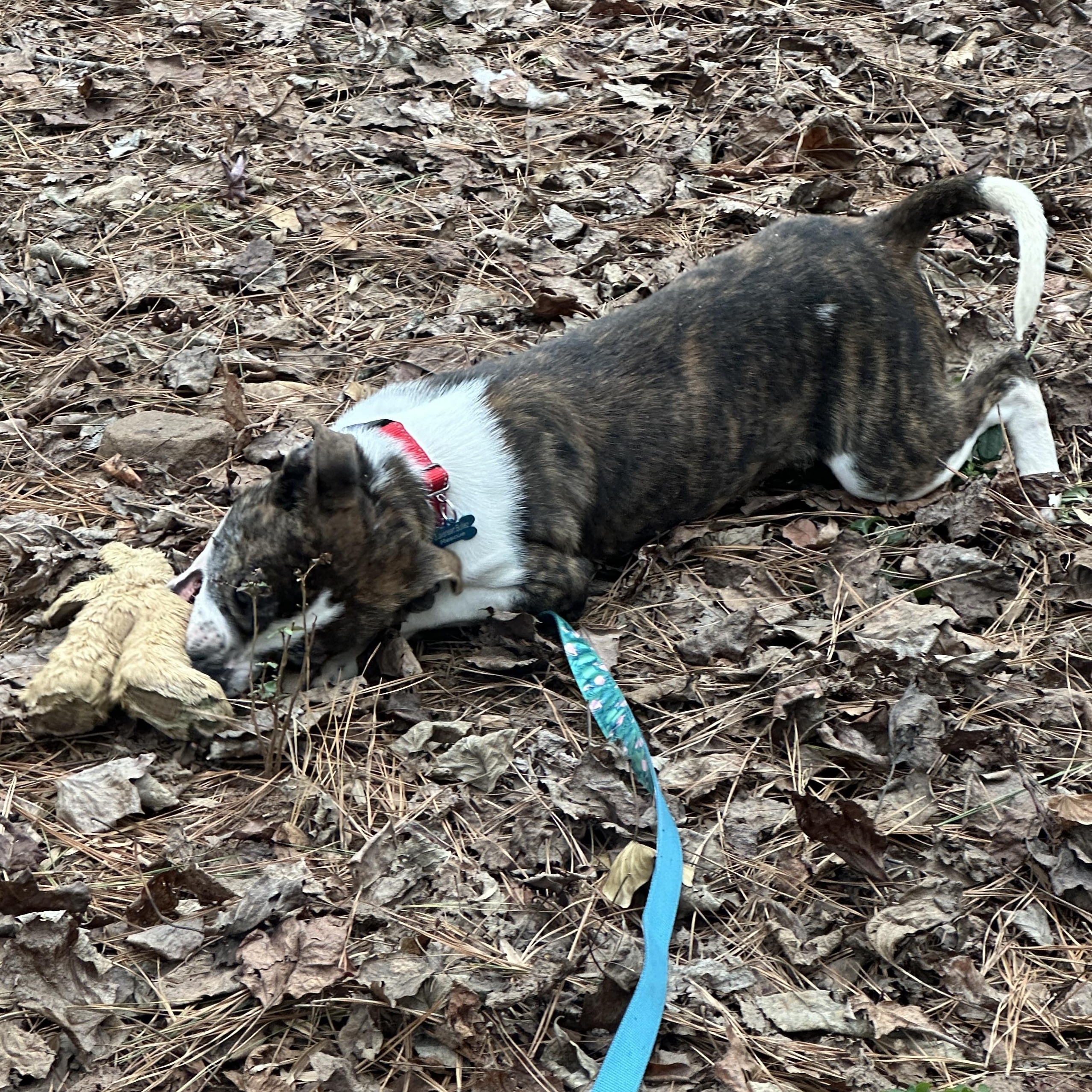Enlarge Twix, a ADOPTABLE mixed breed in Roswell, GA image 2/3