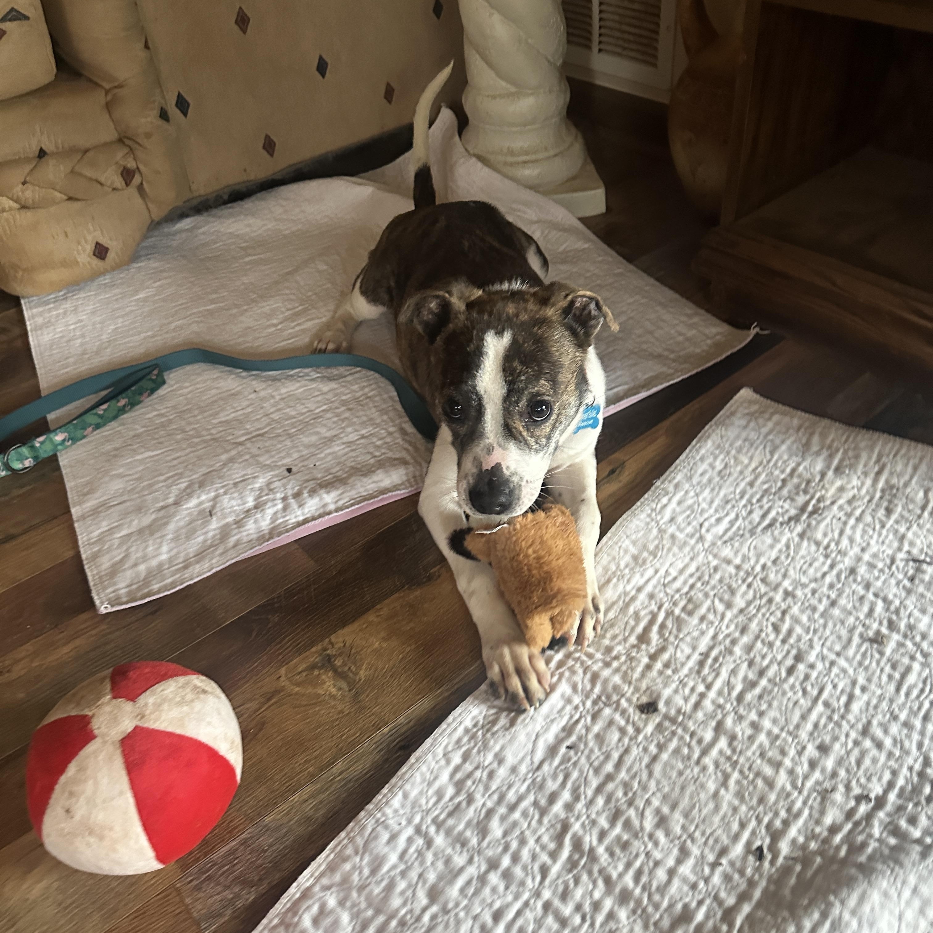Enlarge Twix, a ADOPTABLE mixed breed in Roswell, GA image 3/3