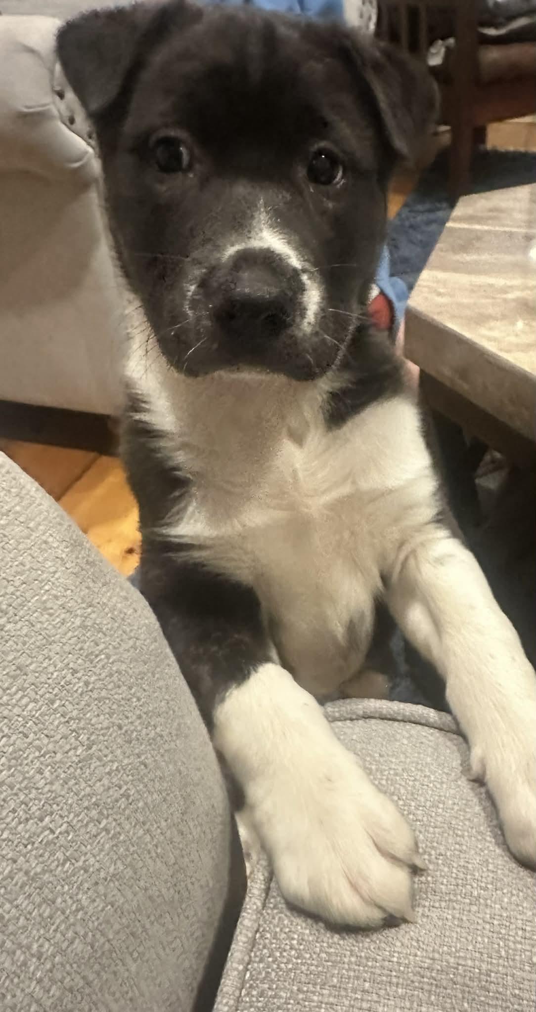 Enlarge Everest, a ADOPTABLE mixed breed in Brunswick, ME image 3/5