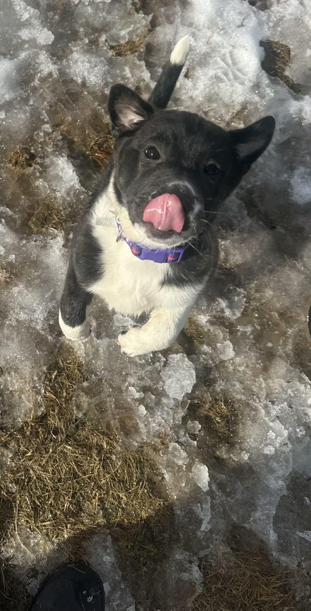 Enlarge Everest, a ADOPTABLE mixed breed in Brunswick, ME image 2/5