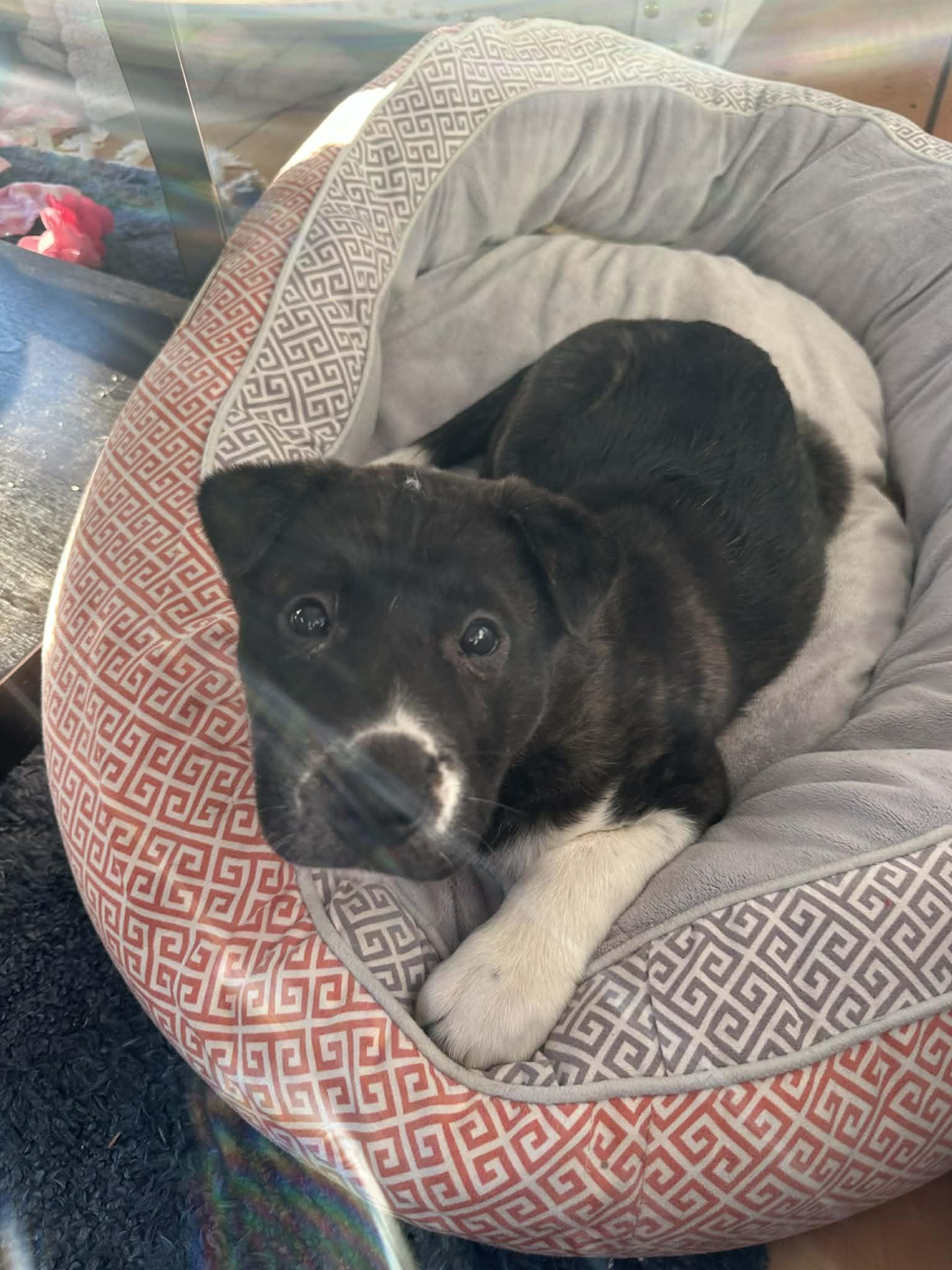 Enlarge Everest, a ADOPTABLE mixed breed in Brunswick, ME image 5/5